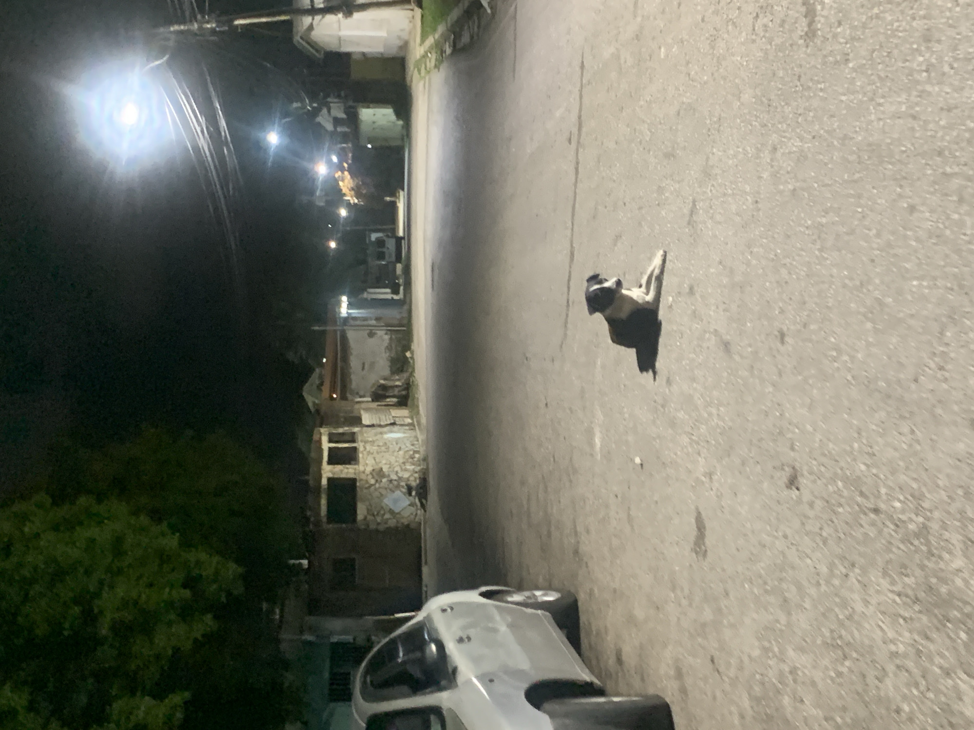 A black and white dog is lying on the asphalt of a street at night, with its head turned to the side. The dog is in the center-right of the frame. To the left, a silver car is parked, showing its front and side. The street is lined with houses and buildings, some of which are illuminated by streetlights. A bright streetlight is visible in the upper right corner of the image, casting a strong glow. The overall scene depicts a quiet street in the city of Santa Ana, Venezuela at night.