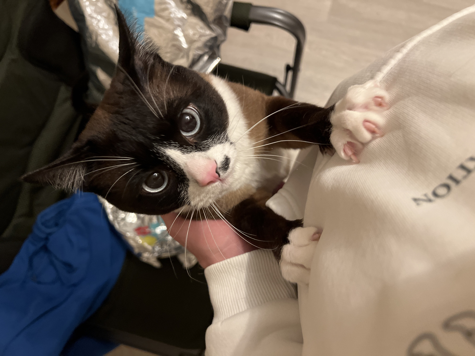 A cat is being held in someone's arms. The cat has dark brown and black fur with white markings on its face and white paws. The person holding the cat is wearing a white sweatshirt. The background includes a black chair, a blue garment, and what appears to be a reflective bag. The location, Noviy, Russia, is not discernible from the visual information.