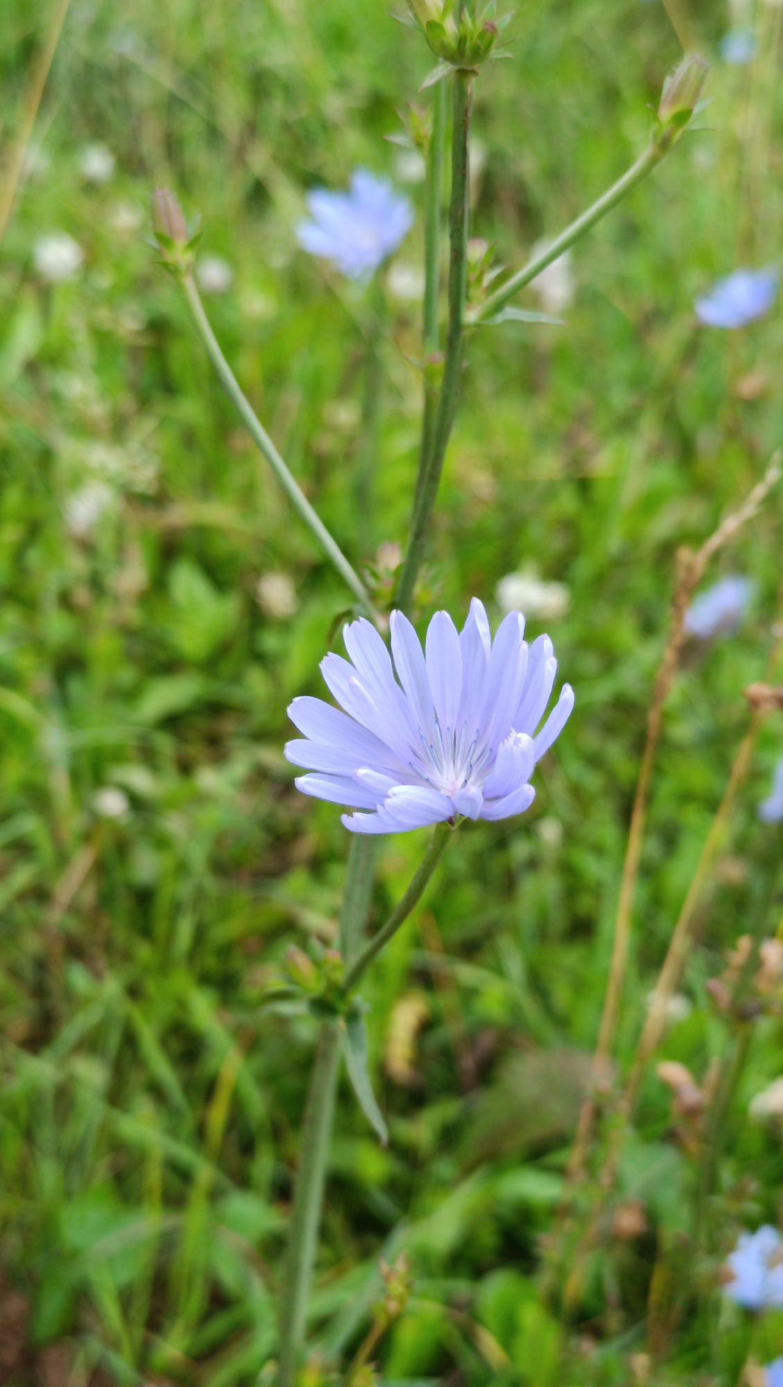 A single, light purple chicory flower is in focus in the foreground, positioned to the right of center. The flower has multiple delicate petals that radiate outwards from a central lighter core. It is attached to a thin, green stem. In the background, out of focus, is a field of green grass with several other blurry blue flowers and some small white wildflowers scattered throughout. There are also some dry, brown stalks visible. The overall scene is natural and appears to be in an outdoor setting. There are no people or man-made structures visible. The location in the city of Karsha, Russia, is not discernible from the image itself.