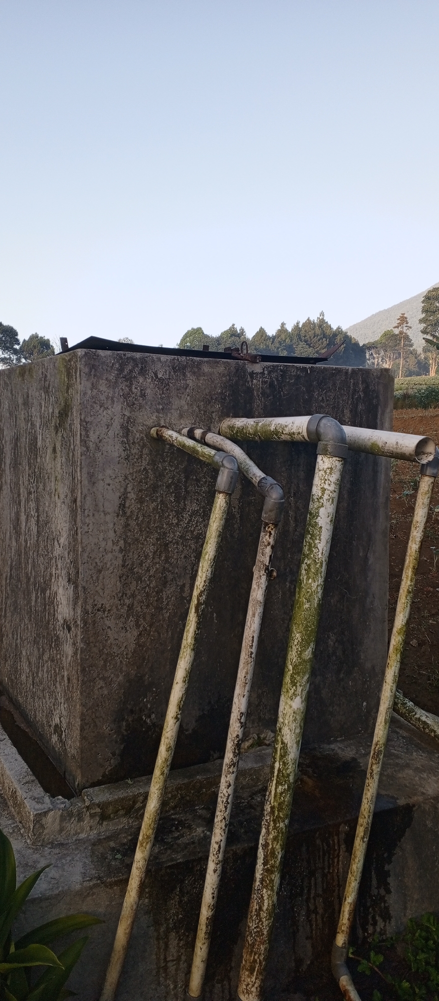 This is a medium shot, eye-level, outdoor photograph of a concrete water tank with multiple pipes attached. The water tank is rectangular and appears aged, with visible moss or algae growth. Several PVC pipes, also showing signs of weathering and growth, are connected to the tank and extend outwards at various angles. The background features a clear, pale blue sky, a line of trees with some foliage, and a gently sloping hillside covered in vegetation, possibly a tea plantation, indicative of a rural or mountainous environment. The lighting suggests early morning or late afternoon. No people are present in the image. The location is identified as Ruwan Eliya, Sri Lanka.