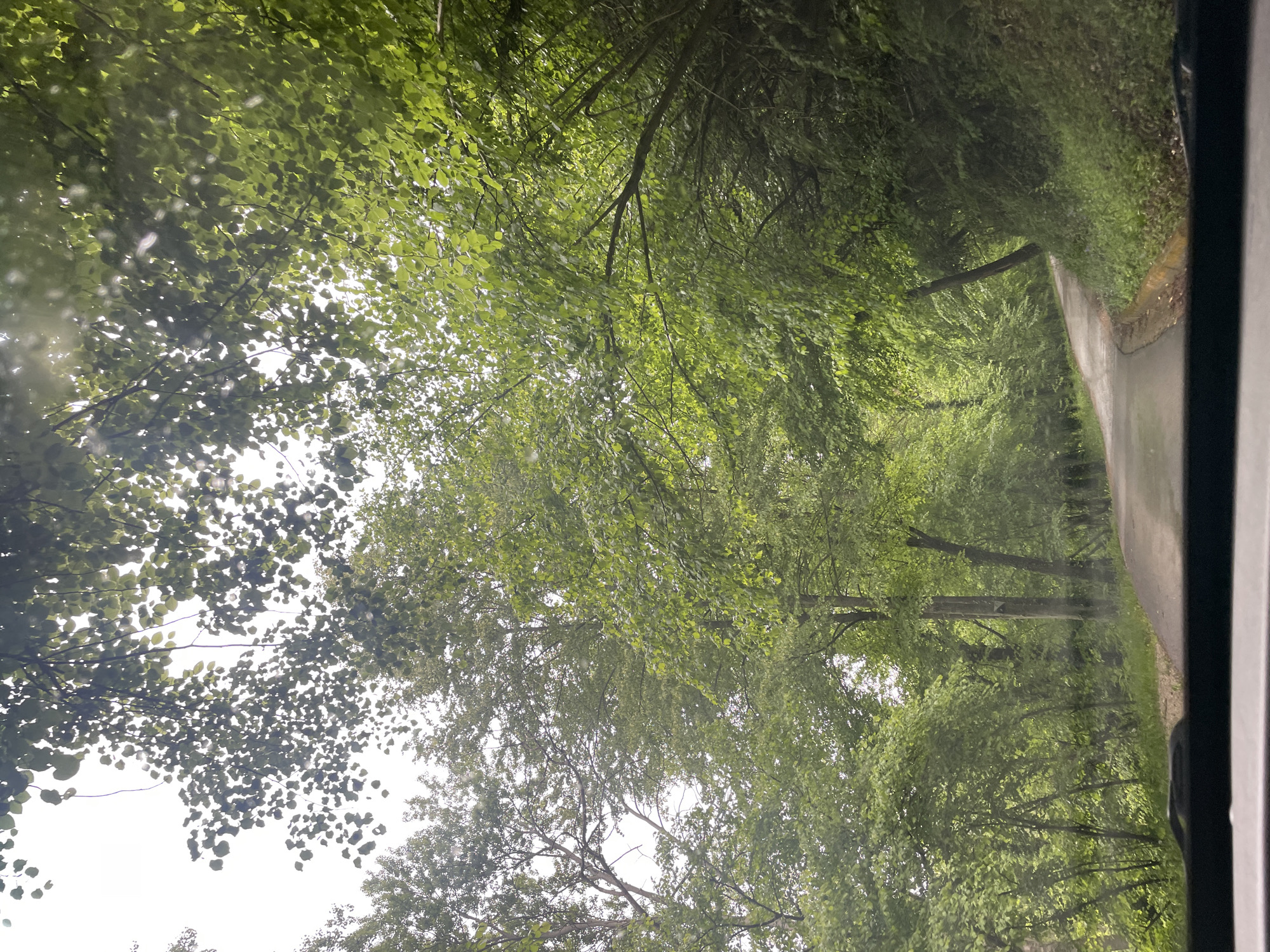 The image depicts a view from inside a vehicle driving on a paved road lined with lush green trees. The foliage creates a dense canopy overhead, filtering the sunlight. The road curves gently ahead. The location is likely Rupit i Pruit, Spain, based on the prompt. No people are visible.