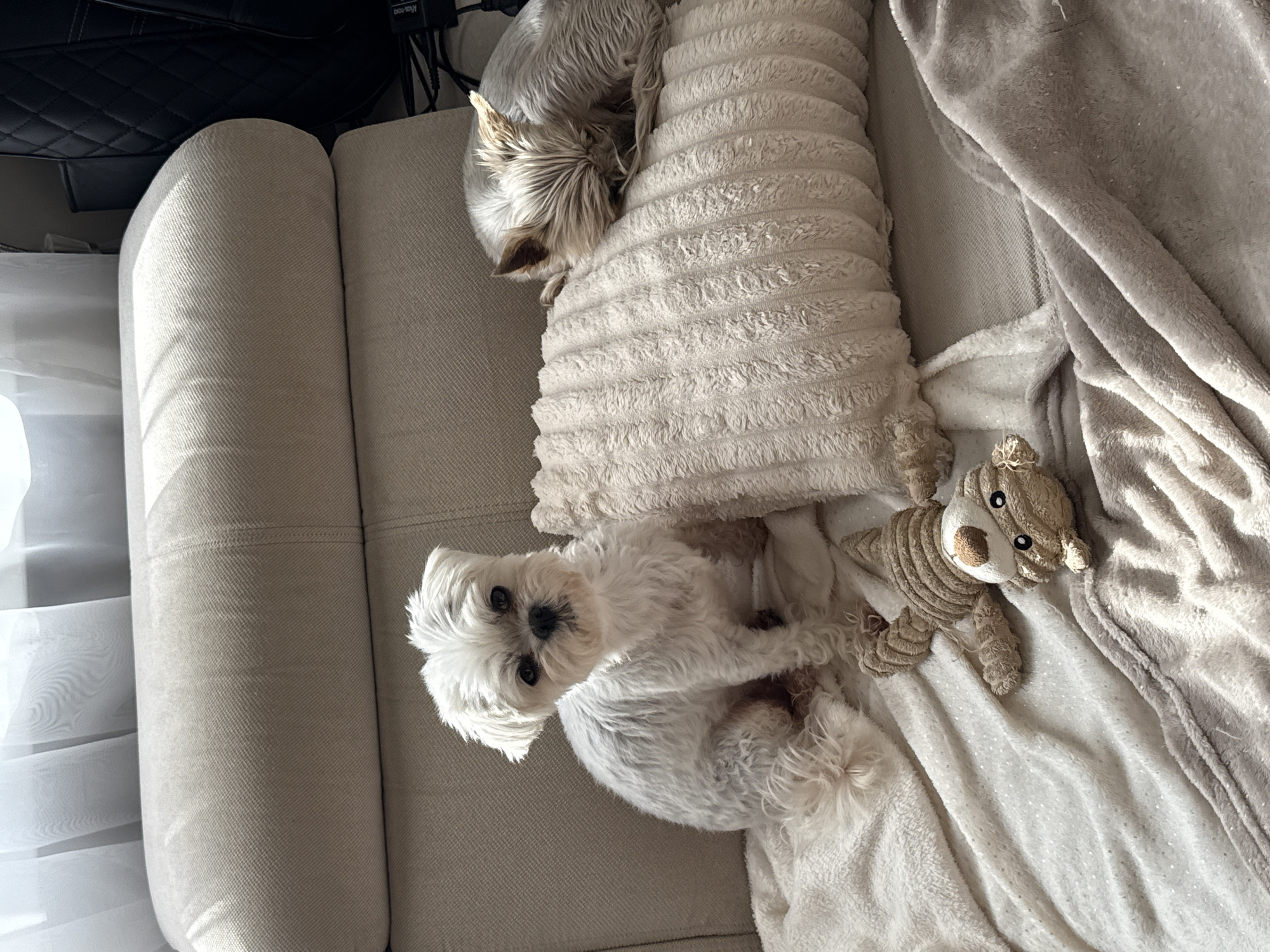 Two small dogs, a white Shih Tzu and a light brown Yorkshire Terrier, are resting on a beige couch. The Shih Tzu is sitting upright, looking directly at the camera, while the Yorkshire Terrier is curled up sleeping on a textured pillow. A stuffed dog toy is placed on a blanket between the two dogs. The background shows a window with sheer curtains, suggesting an indoor setting. The lighting indicates it is daytime, with sunlight streaming in. The image does not contain any information that would allow it to be located in Volgograd, Russia.
