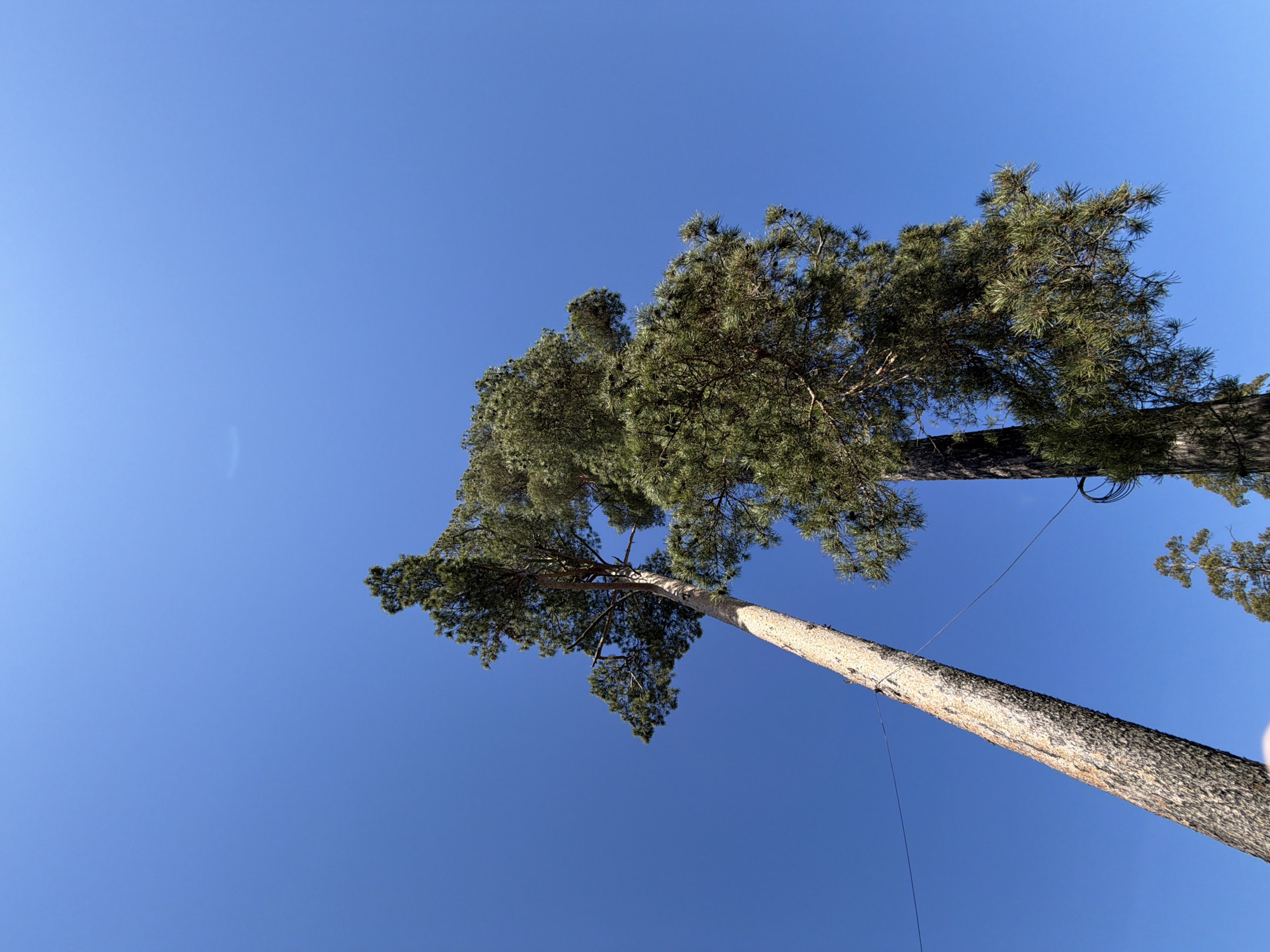 The image depicts a low-angle view of two tall pine trees against a clear blue sky. The tree trunks are visible, with a rough bark texture. The canopies are full and green. Thin cables are stretched between the trees. There is no evidence of people in the image. The location is presumed to be Votkinsk, Russia, based on the prompt's request, though there are no visual indicators to confirm this.