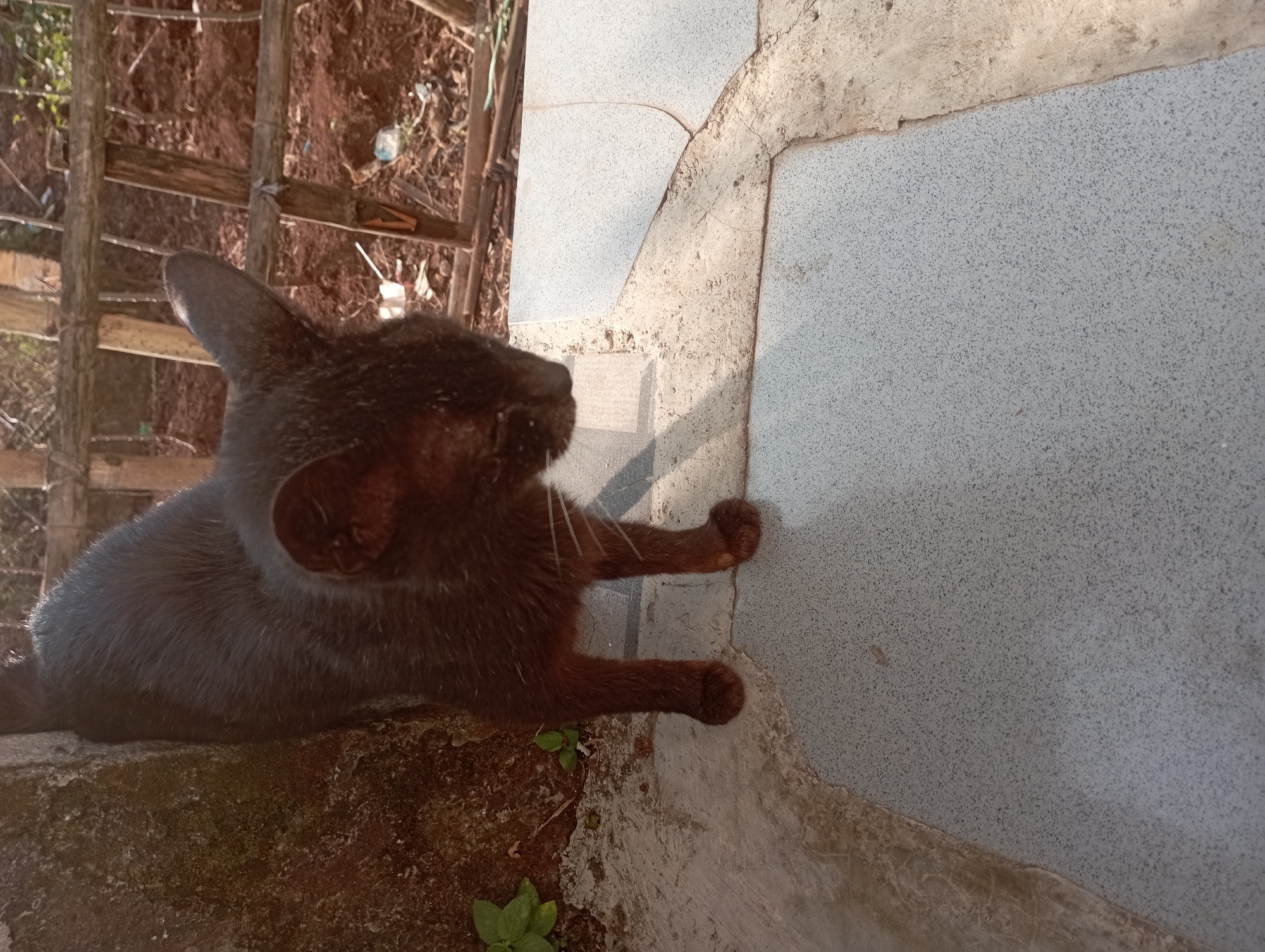 A black cat stands on a paved surface in what appears to be a residential area. The cat is facing downwards, with its head tilted to the right. The paved surface is made of grey tiles with a rough texture, and there are cracks and some dirt visible on it. To the left of the cat, there is a rough, textured wall, possibly made of concrete, with some moss or algae growing on it, and a small green plant. Behind the cat, there is a wooden fence structure with several horizontal wooden beams, suggesting an outdoor environment. The ground behind the fence is dirt, with some dry leaves and debris. The lighting suggests it is daytime, with sunlight casting shadows. The overall environment appears somewhat unkempt, indicative of a rural or less developed urban setting. There is no specific indication of the city of Garut, Indonesia, within the image itself, but the visual elements are consistent with an outdoor scene in that region.