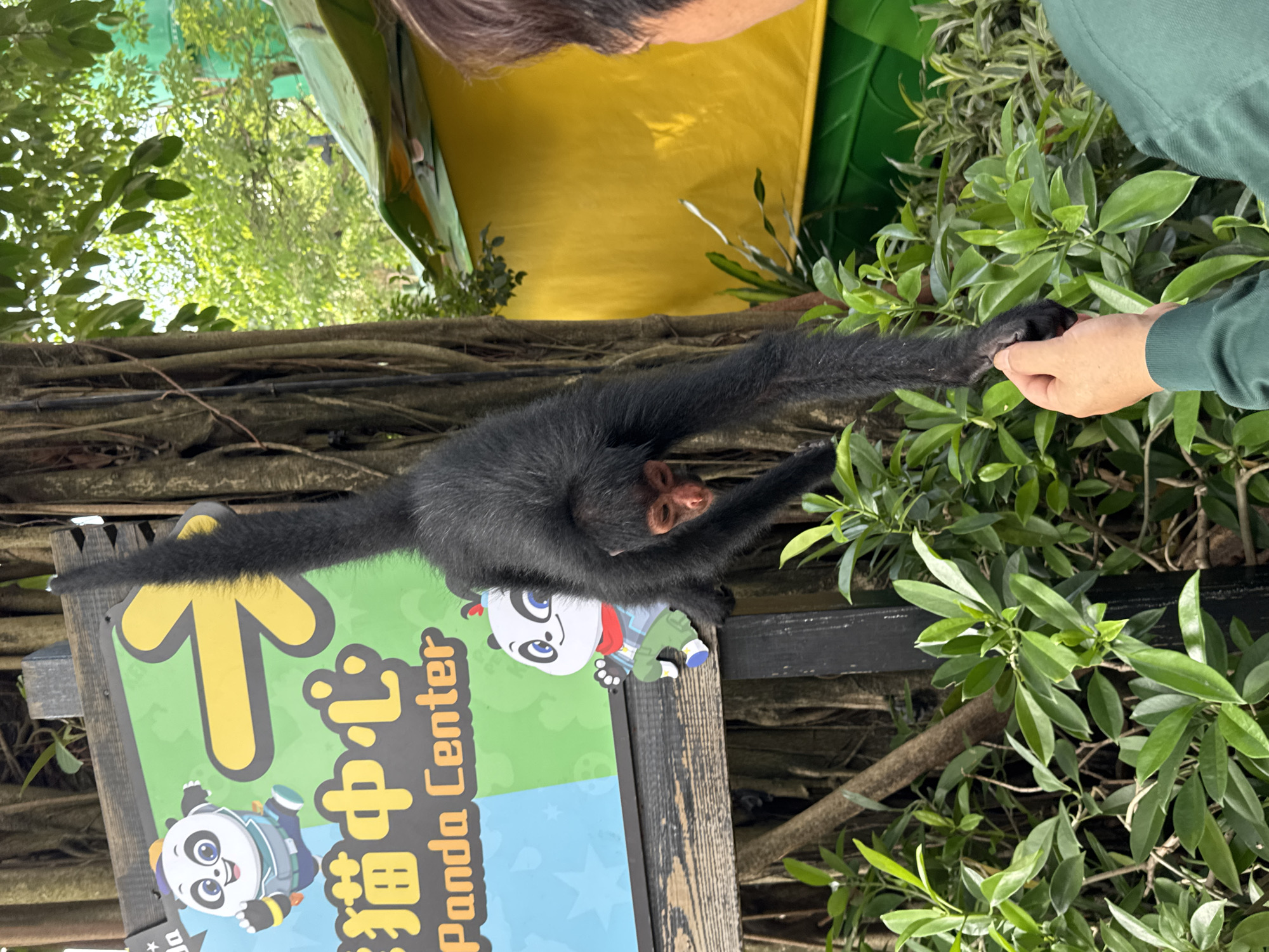 A person feeds a black monkey, presumably a spider monkey due to its long limbs and prehensile tail, clinging to a sign at Chimelong Safari Park in Panyu District, Guangzhou, China. The sign contains a yellow arrow and a panda mascot, along with Chinese characters and the words "Panda Center". The monkey extends its hand toward the person, whose hand and green sleeve are visible. The environment includes greenery such as trees and bushes. The monkey is also holding onto the side of the sign and the tree roots behind it.