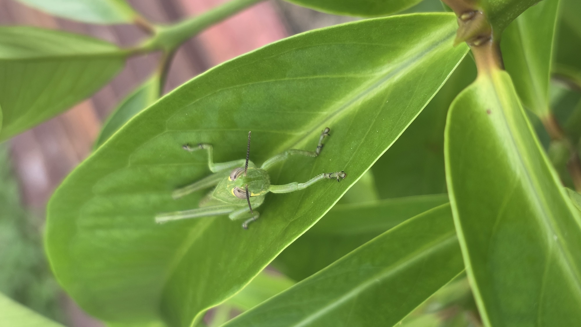 A green grasshopper rests on a green leaf, which is part of a plant with a brown stem. The image was likely taken outdoors in a natural setting, possibly in Lhokseumawe, Indonesia, but there's no way to confirm the location based on the image. The grasshopper is facing the camera, its antennae are visible, and its legs are spread out on the leaf.