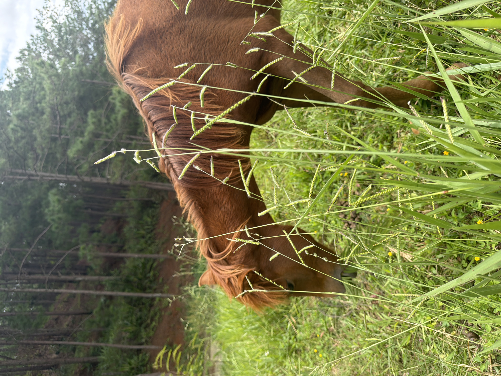A brown horse grazes in a grassy field with a pine forest on a hillside in the background. The horse is positioned in the middle right of the frame, with its head lowered to the ground. Tall green grass and a few small yellow flowers are in the foreground, partially obscuring the horse's legs. The pine forest behind the horse is dense, with tall trees on a sloped terrain. The sky is visible through the trees, appearing overcast with patches of white clouds. The scene suggests a natural, rural setting, likely within the outskirts of Da Lat, Vietnam, known for its pine forests and rolling hills.