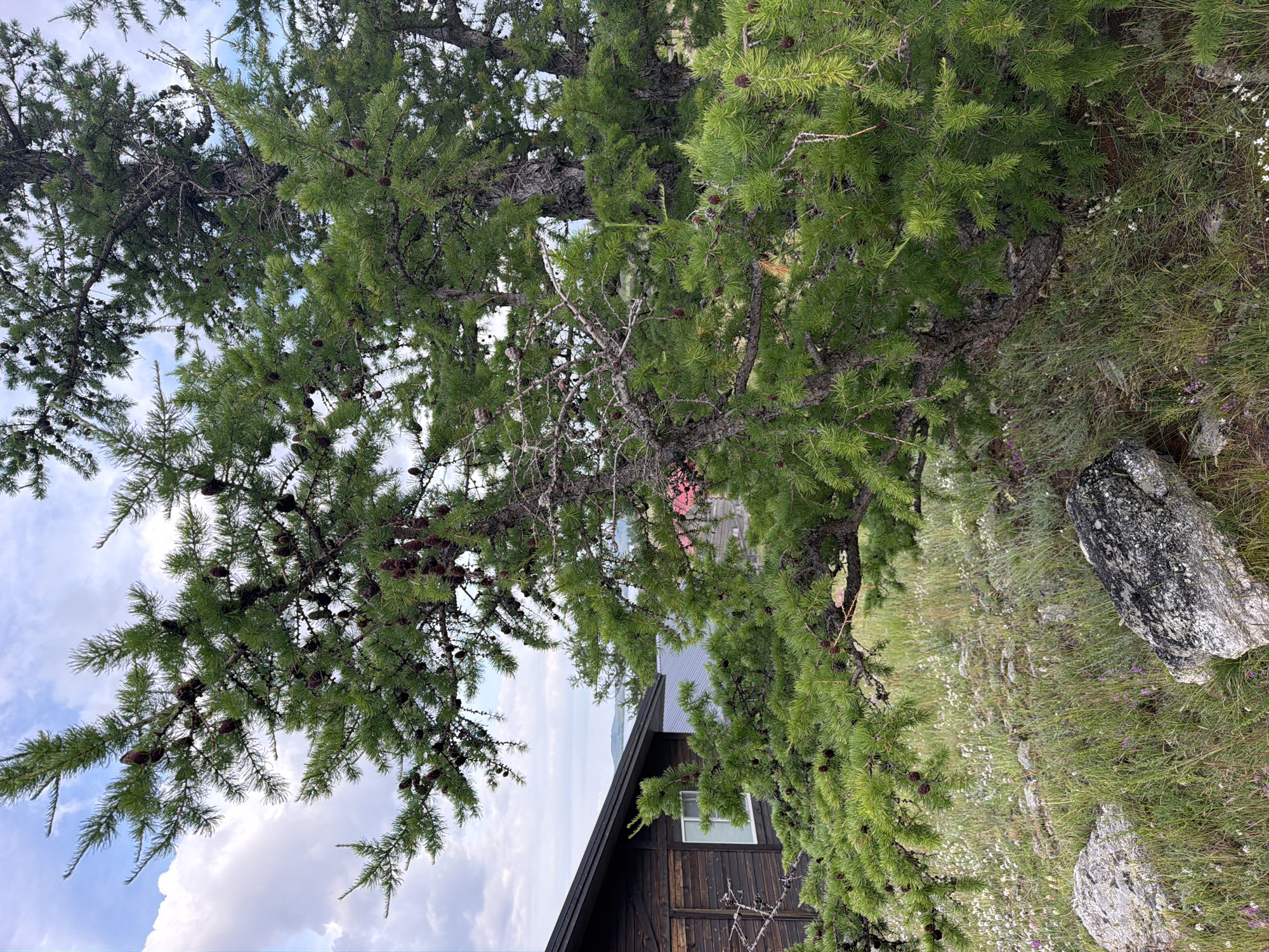 In the city of Sarma, Russia, an outdoor scene captures a larch tree in the foreground, its branches laden with cones. To the left, a dark wooden building with a white-paned window is partially visible. The ground is covered in green grass and small white and purple wildflowers, with two large rocks in the lower portion of the frame. The sky above is a mix of blue and white clouds.