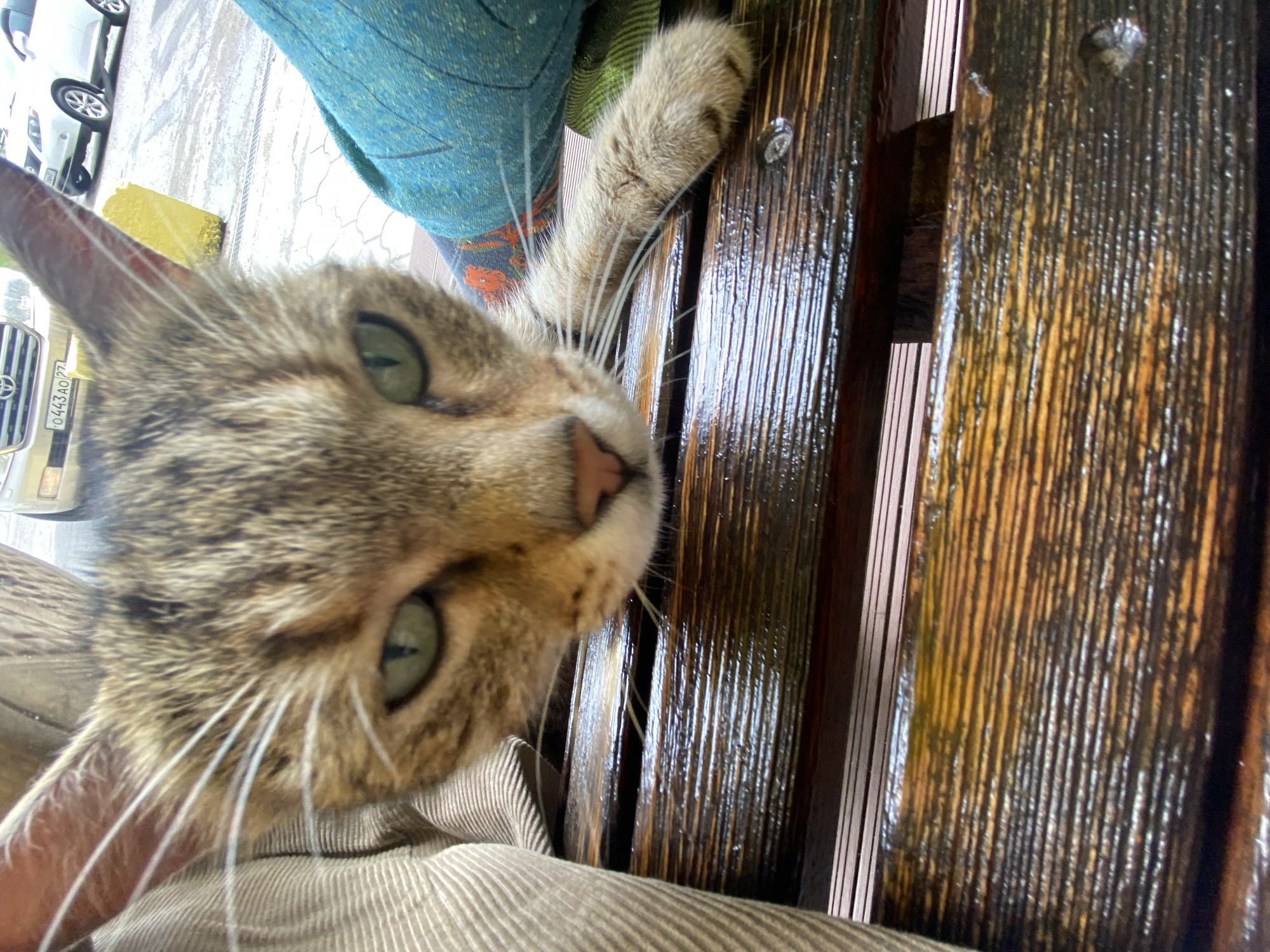 A close-up, low-angle shot shows a tabby cat lying on a wooden bench. The cat's head is in the foreground, with its eyes open and looking directly at the camera. Its body is partially obscured by a beige-colored fabric on the left and a teal-colored textile on the right. The wooden bench is made of dark planks with visible grain and a glossy finish, suggesting it may be wet. In the background, a blurry white car is parked on an asphalt surface. The environment appears to be outdoors in a public space, possibly a park or street. There is no specific indication of the location being the city of Mayak, Russia.