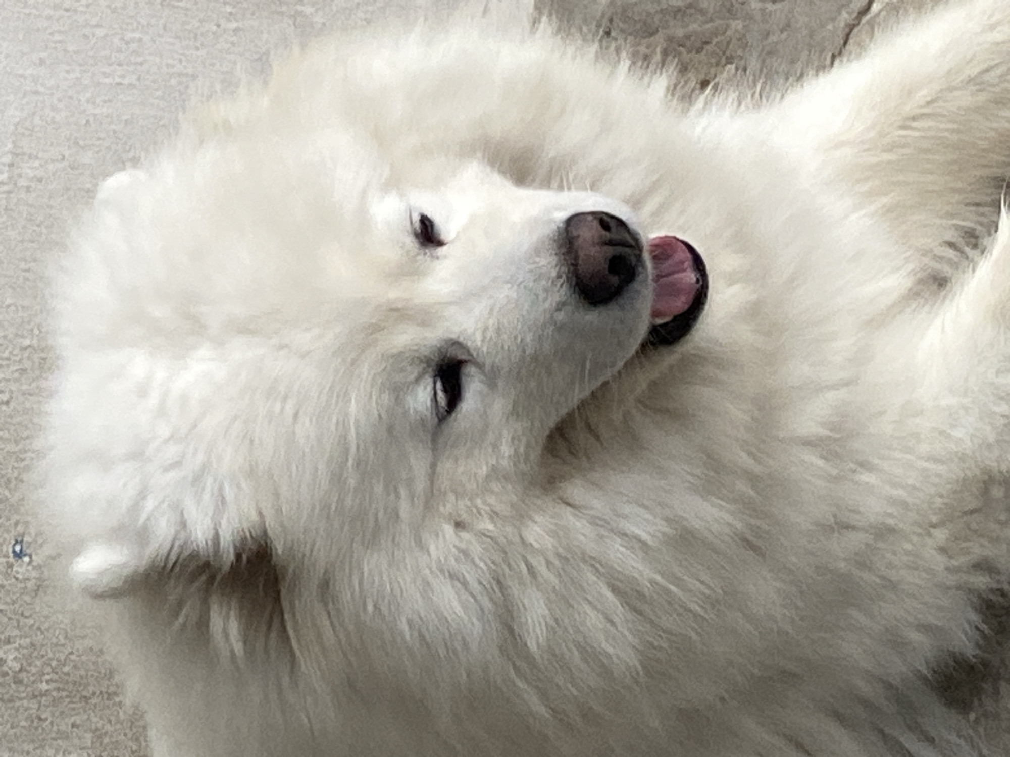 A close-up, eye-level shot shows a fluffy white Samoyed dog lying down outdoors on a light-colored, textured surface. The dog's head is tilted slightly to its right, with its mouth open and tongue visible. Its eyes are partially closed, giving it a relaxed or sleepy appearance. The dog's fur is thick and voluminous, obscuring much of its body. The background is a neutral, light gray textured surface, possibly concrete or stone, with a small blue speck visible near the top center. The lighting is soft and diffused, casting no harsh shadows.