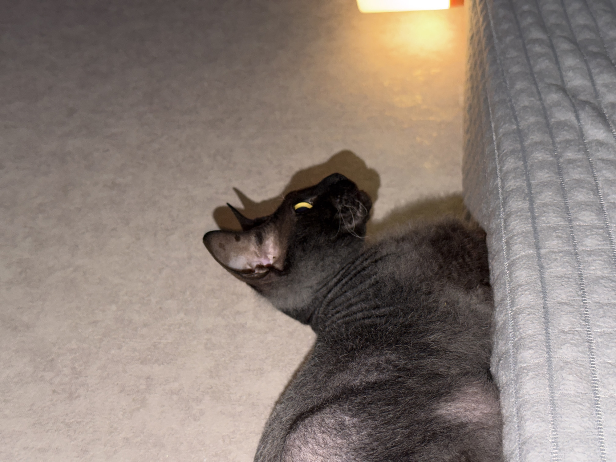 The scene depicts an indoor setting, likely a room in the city of Unknown, Unknown. A domestic cat, predominantly gray with sparse fur and bright yellow irises, occupies the left side of the frame, positioned in profile facing right. The cat is resting on a light gray, quilted fabric surface featuring horizontal stitch lines. Its head is slightly raised, and its gaze is directed towards the right. A light beige, textured wall serves as the background. On the right side of the frame, a vertical, rectangular white object with an illuminated orange base emits a warm, orange light. This light casts a defined shadow of the cat's head and right ear onto the wall. The ambient lighting is dim, with the light source providing localized illumination.