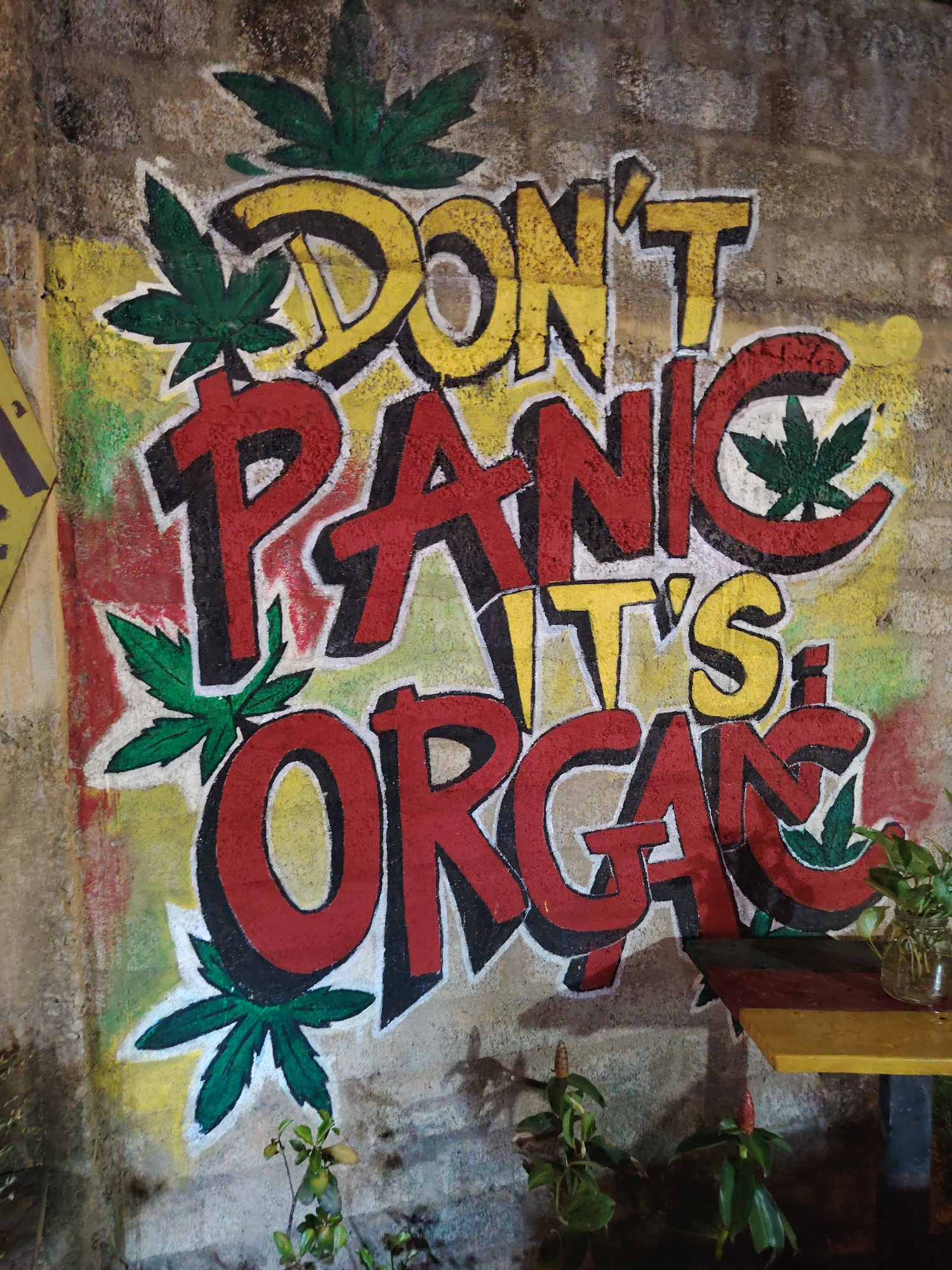 A graffiti mural on a textured concrete wall reads "DON'T PANIC IT'S ORGAN" in large, bold letters. The word "DON'T" is yellow with a black outline, followed by "PANIC" in red with a black outline. "IT'S" is smaller and yellow, and the word "ORGAN" is red with a black outline. The mural is decorated with stylized green cannabis leaves interspersed throughout the text. The background of the wall is painted with broad strokes of yellow, red, and green, suggesting the Rastafarian colors. In the lower right corner, a narrow, wooden shelf painted yellow and red displays a clear glass jar with a green plant and a small vase with a plant. In front of the shelf, two small plants with red buds are visible. The lighting suggests it is either dusk or an indoor environment with artificial lighting. The location is unspecified, but the style of the graffiti and the plants hint at a casual or bohemian setting.