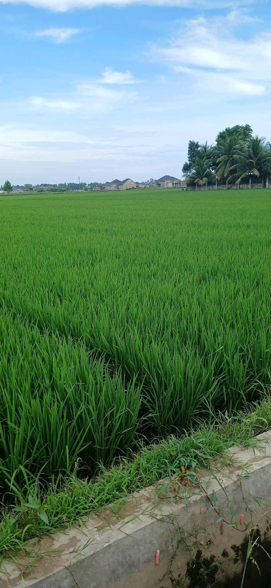 This image depicts a vast, vibrant green rice paddy field in Matangjareung, Indonesia. The field stretches to the horizon, characterized by dense, uniformly tall rice plants. In the background, a row of houses with distinctive sloped roofs are visible, suggesting a residential area bordering the agricultural land. To the right, a cluster of palm trees adds a tropical element to the scenery, with a low concrete fence separating them from the paddy. The sky above is a bright blue, dotted with scattered white clouds, indicating fair weather. In the foreground, a concrete structure, likely a drainage channel or irrigation boundary, is present, with some weeds and plants growing along its edge. The overall scene conveys a sense of rural tranquility and agricultural productivity.