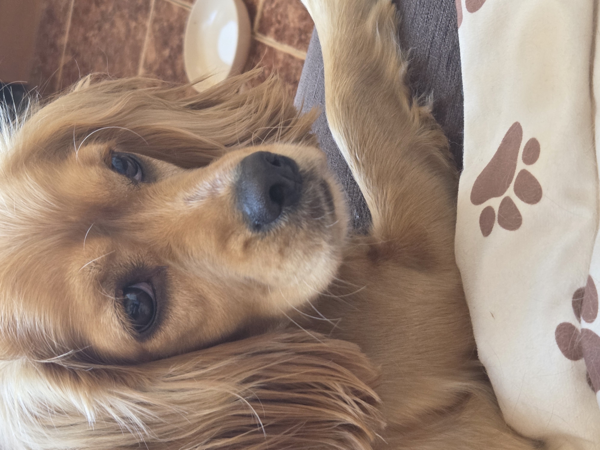 A golden Cocker Spaniel is lying down, resting its head and front paws on a gray surface and a white blanket with brown paw prints. The dog is positioned with its head angled towards the camera, showcasing its dark eyes and wet black nose. Part of a white bowl is visible in the background, set against a floor of brown tiles.