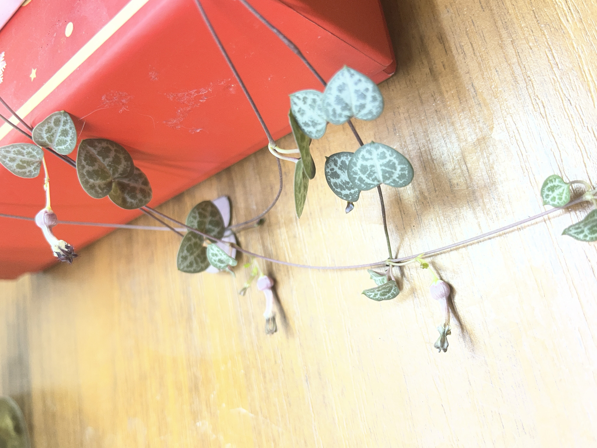 The image shows a close-up, low-angle shot of a string of hearts plant with delicate pink flowers. The plant is draped over a bright red rectangular box, which appears to be a gift box. The box has a yellow stripe running horizontally across it, and some faint white markings or decorations are visible on its surface. The plant's heart-shaped leaves are a mottled green with lighter patterns. The background is a light-colored wooden surface, likely a table, with visible wood grain. The lighting is soft, creating a warm and slightly diffused atmosphere. There are no people or animals present in the image. The setting is indoors. The location of Krasnyye Barrikady, Russia, is not discernible from the visual information in the image.