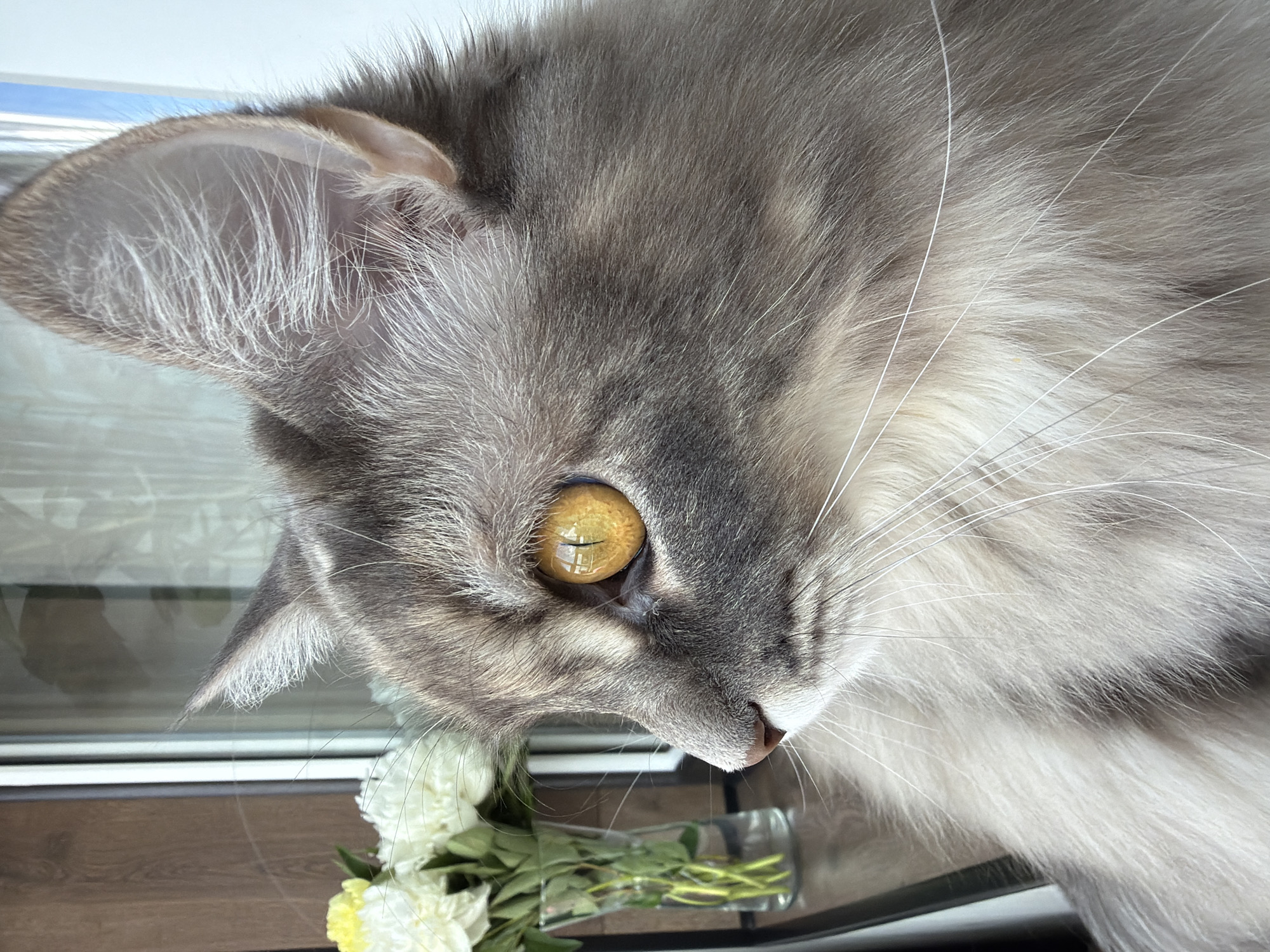 A close-up profile view of a gray tabby cat with striking yellow eyes is positioned in the foreground, looking to the left. The cat has long whiskers and its fur exhibits a mix of gray and lighter tones. To the left of the cat, in the background, a clear glass vase holds a bouquet of white and yellow flowers. The scene appears to be indoors, near a window with vertical blinds or mullions, and a wooden surface is visible on the left side. The lighting suggests it is daytime. There is no visible indication of the city of Izhevsk, Russia, within the image itself.
