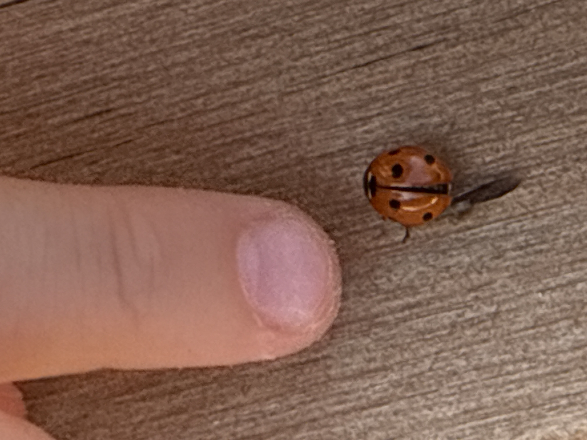 A close-up, overhead shot shows a person's index finger, with its curved tip and visible nail bed, positioned above a ladybug resting on a wooden surface. The ladybug, which is predominantly orange with black spots and a black line down its back, appears to be slightly out of focus. The wooden surface is textured with visible grain lines. The scene is not specific to Kazan, Russia, as there are no identifying landmarks or contextual clues to suggest that location.