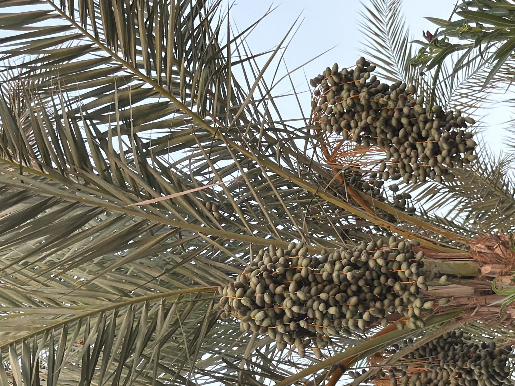 A close-up, low-angle shot captures a date palm tree laden with numerous bunches of unripe dates, hanging from its fronds against a pale sky. The dates are small, oval-shaped, and a muted green color, clustered together on thin, orange stems. The palm tree's large, feathery fronds dominate the frame, with their long, narrow leaflets extending in various directions, casting subtle shadows. The texture of the palm's trunk is visible in the lower center of the image, showing a rough, fibrous bark. In the lower right corner, a few broad green leaves and a hint of a reddish flower can be seen, suggesting other vegetation nearby. The scene is consistent with a location in Sharm El Sheikh, Egypt, likely an outdoor public space or garden, where date palms are common. There are no people or animals visible in the image, and the overall atmosphere is one of natural abundance.