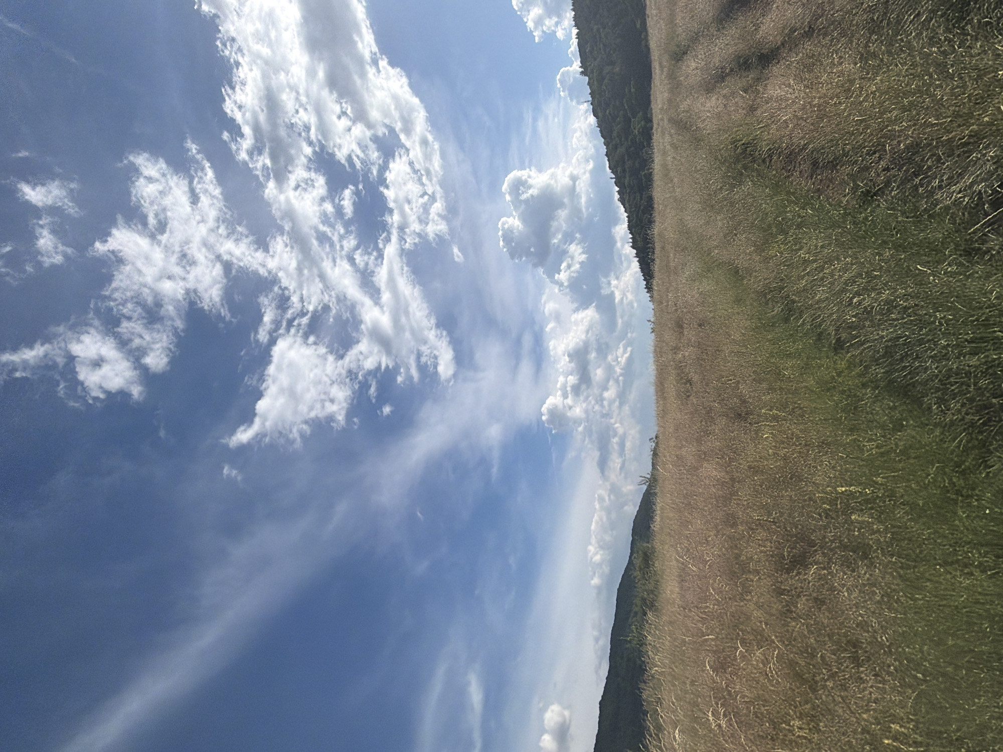 The image depicts a wide-angle view of a sunlit meadow with tall, dry grass in the foreground. The meadow slopes gently upwards towards two distant, tree-covered hills on either side of a central depression. The sky above is a vivid blue, populated by scattered white clouds, some of which are wispy and streaky, while others are more voluminous and billowy. The overall impression is of a rural, natural landscape, likely outside of a major urban center. The location is specified as Sofia, Bulgaria, suggesting this scene is a natural area accessible from the city, possibly a park or a protected natural reserve on the outskirts. There are no people, animals, or man-made structures visible within the frame, emphasizing the natural elements of the landscape.
