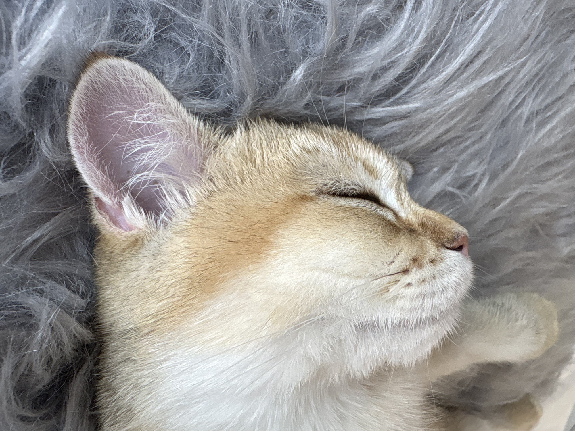 A close-up, aerial view shows a light brown and white kitten sleeping on its back on a gray, fuzzy rug. The kitten's eyes are closed, and its face is turned to the right. Its ears are visible, one of which is slightly tucked in. The fur of the kitten is a mixture of light brown and white. The rug appears soft and has long, wispy fibers. The image is well-lit, highlighting the texture of both the kitten's fur and the rug. There is no identifiable information in the image to suggest a specific location in Bönnigheim, Germany.