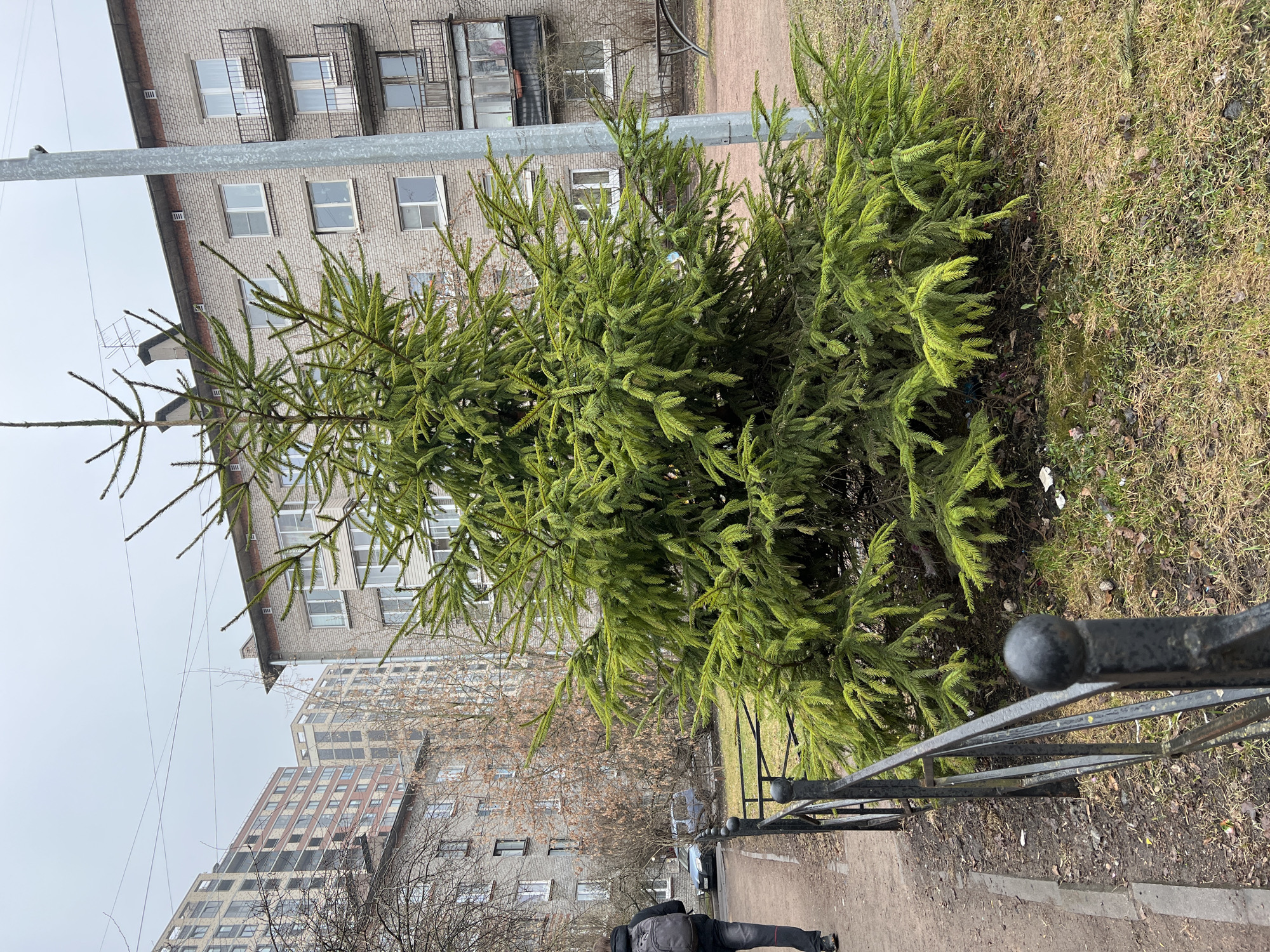 The scene depicts an outdoor setting in what appears to be Saint Petersburg, Russia, given the style of architecture. A green pine tree is prominently featured in the foreground, situated next to a sidewalk and a black metal fence. A multi-story apartment building with windows and balconies is visible in the background. The sky is overcast. A person is walking away from the camera on the sidewalk, dressed in dark clothing and carrying a backpack. The ground is a mix of dirt, grass, and some debris.