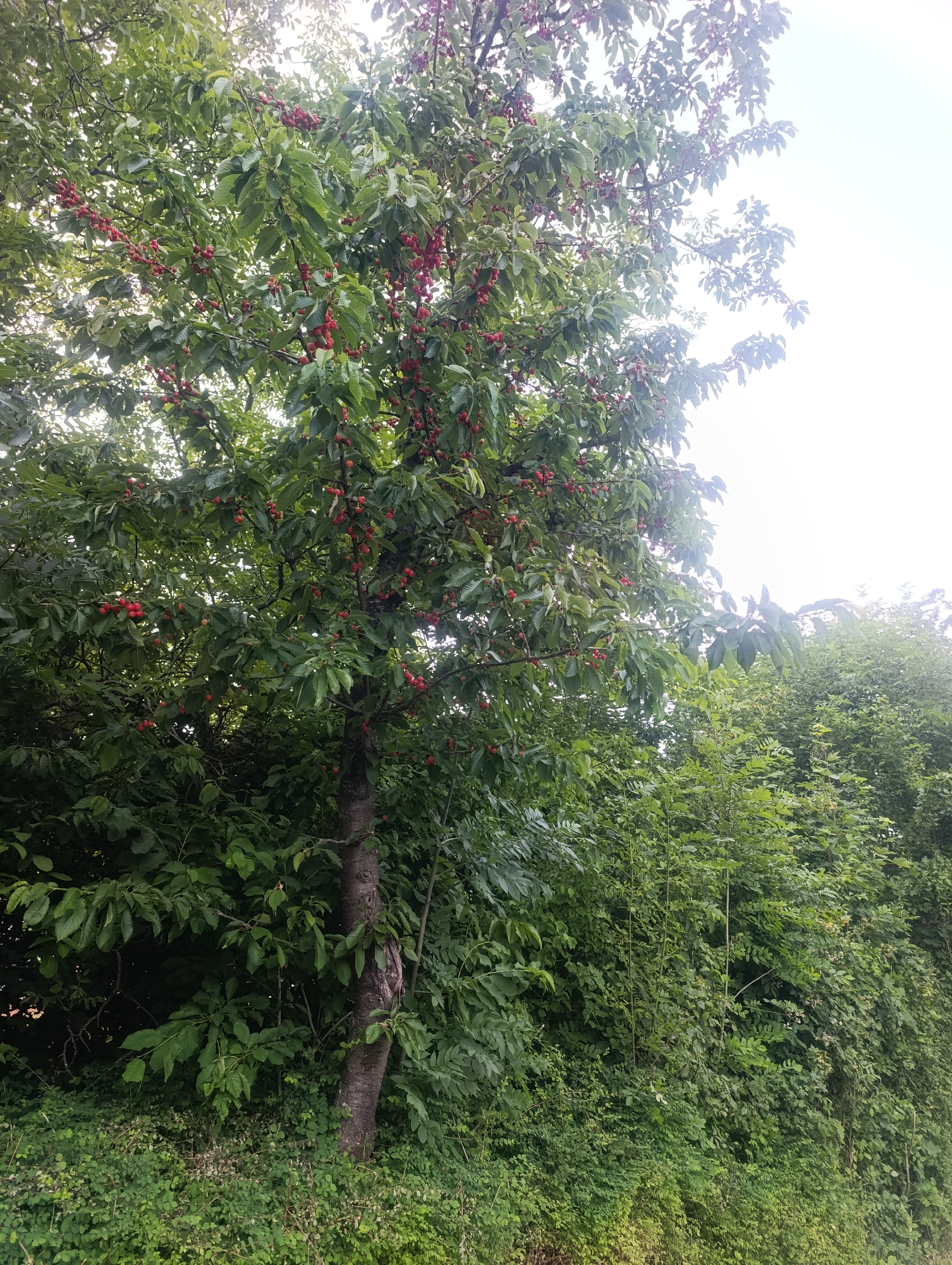 A cherry tree laden with ripe red cherries stands prominently in the foreground, its branches heavy with fruit and lush green leaves. The tree is positioned on the left side of the image, with its trunk visible in the lower portion. Behind and to the right of the cherry tree, a dense thicket of various green trees and bushes creates a wall of foliage. The ground beneath the cherry tree is covered in low-lying green plants and some dried vegetation. The sky above is overcast and bright white, suggesting a cloudy day. The scene appears to be an outdoor natural setting, likely in a rural or semi-rural area. Based on the provided context, this image was captured in Pfullingen, Germany.