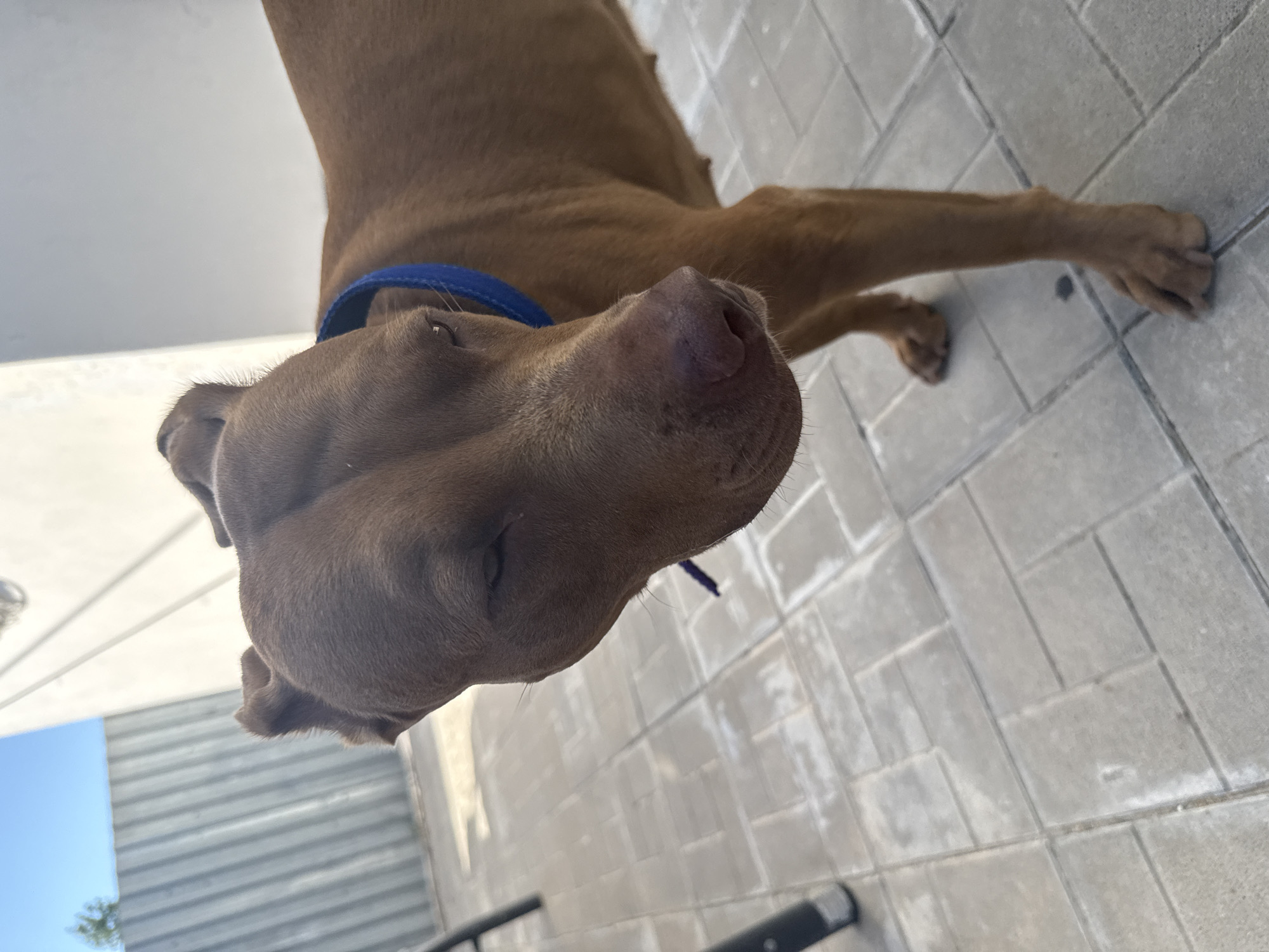 A medium shot shows a medium-sized, brown-colored dog with a blue collar standing on a paved patio. The dog is looking down and to the right with its eyes partially closed. In the background, there is a light-colored building and a corrugated metal fence. The ground is made of grey interlocking pavers. The lighting suggests it is daytime. The location is identified as Zatoka, Ukraine.