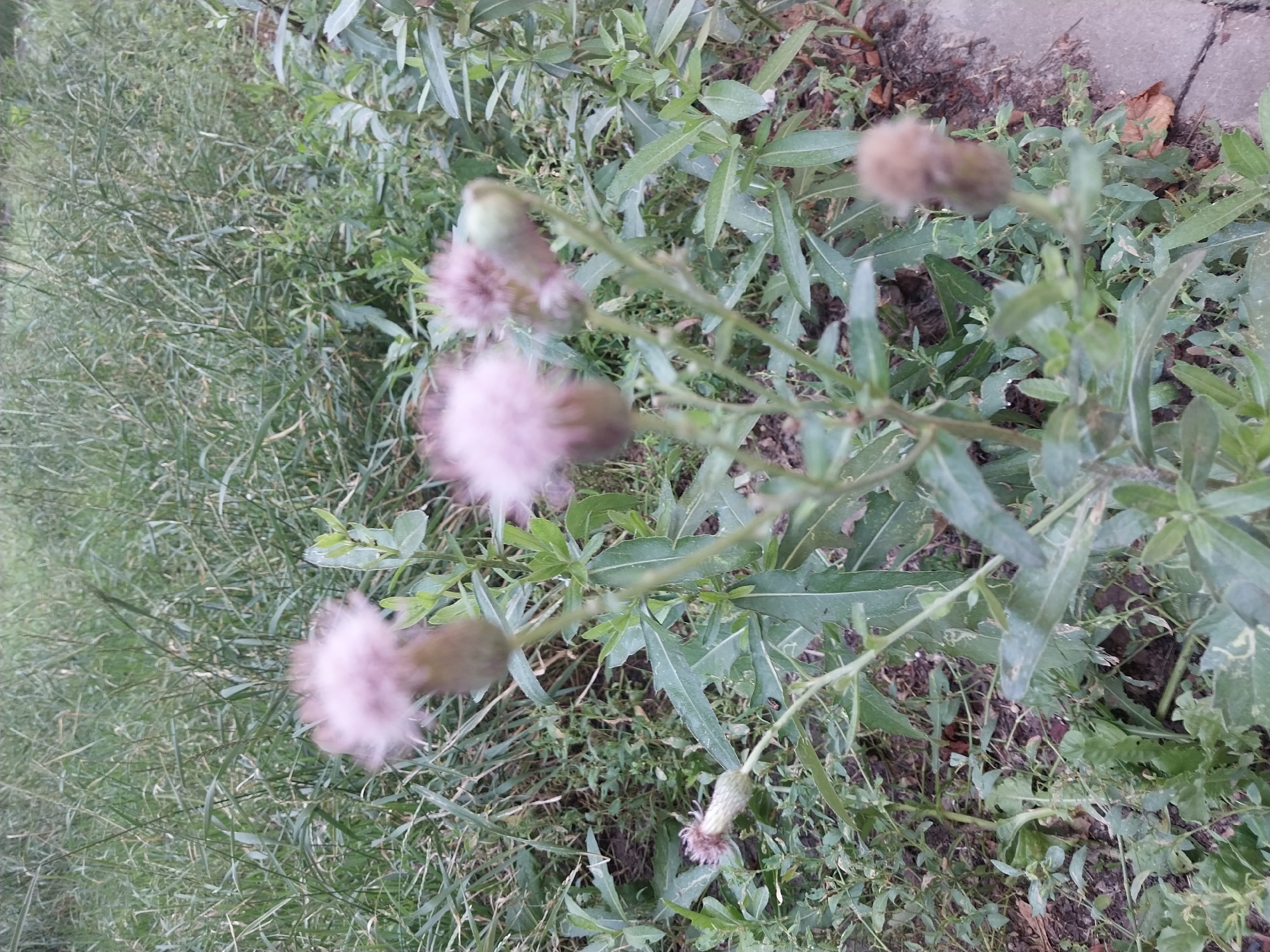 A slightly blurry, close-up, outdoor, eye-level shot shows a patch of green grass and weeds. In the foreground, several light pink, fluffy thistle flowers are in bloom, some with unopened buds. The flowers are on thin, green stems with serrated leaves. The background consists of a dense area of tall, green grass and weeds, with some patches of soil visible. A small section of a grey, paved walkway is visible on the right side of the image. The scene appears to be located in a natural or unkempt urban area. There are no people or animals present in the image. The lighting is dim, suggesting it may be overcast or late in the day. It is impossible to determine the exact location within the city of Dnipro, Ukraine from the visual information provided.