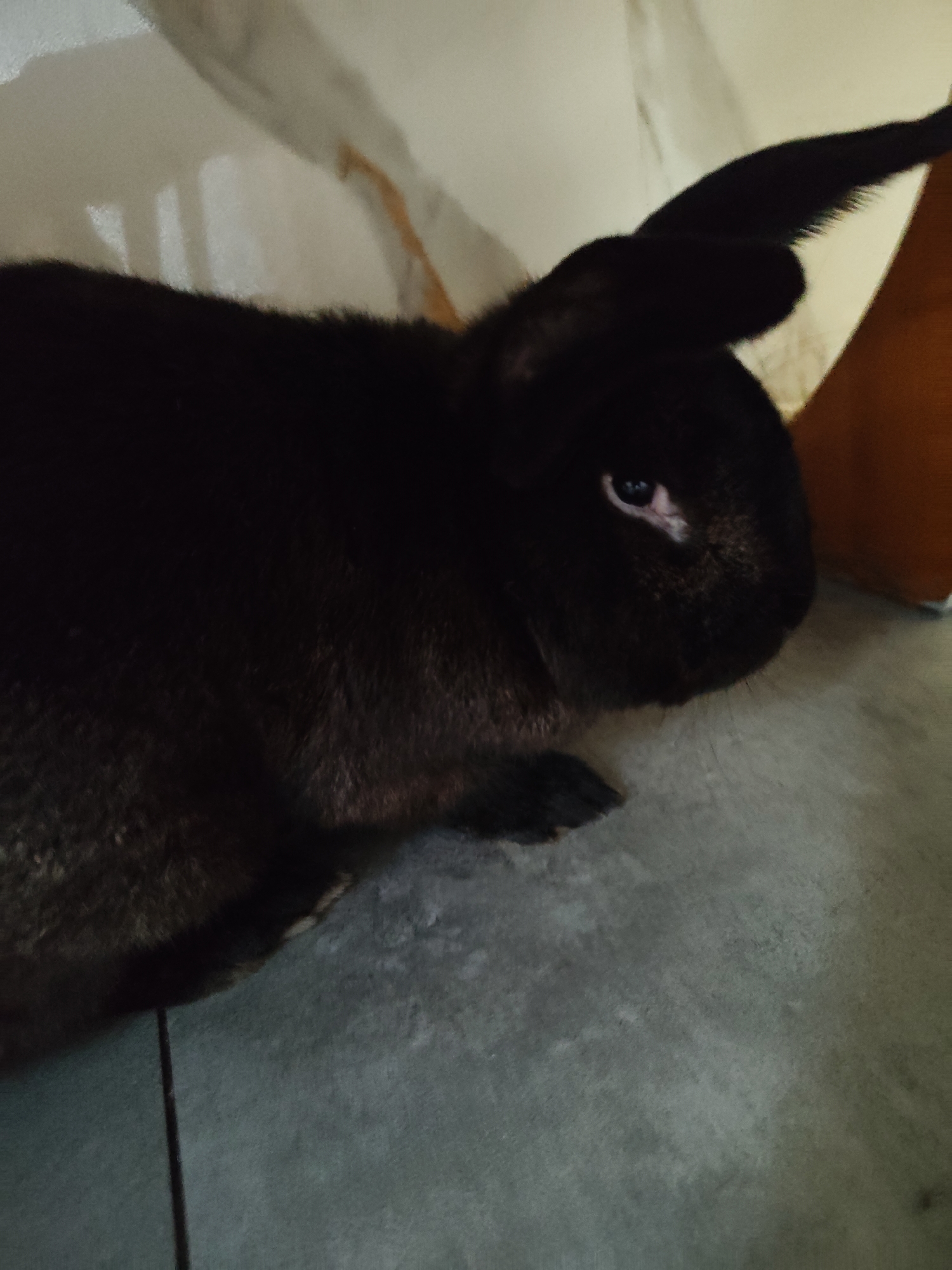 A close-up shot shows a black rabbit with one ear folded back, lying on a grey surface that appears to be a floor. The rabbit's eye is visible, reflecting light. The background is out of focus, with white and orange fabric visible. The setting is indoors, possibly in a home in Dobiegniew, Poland.