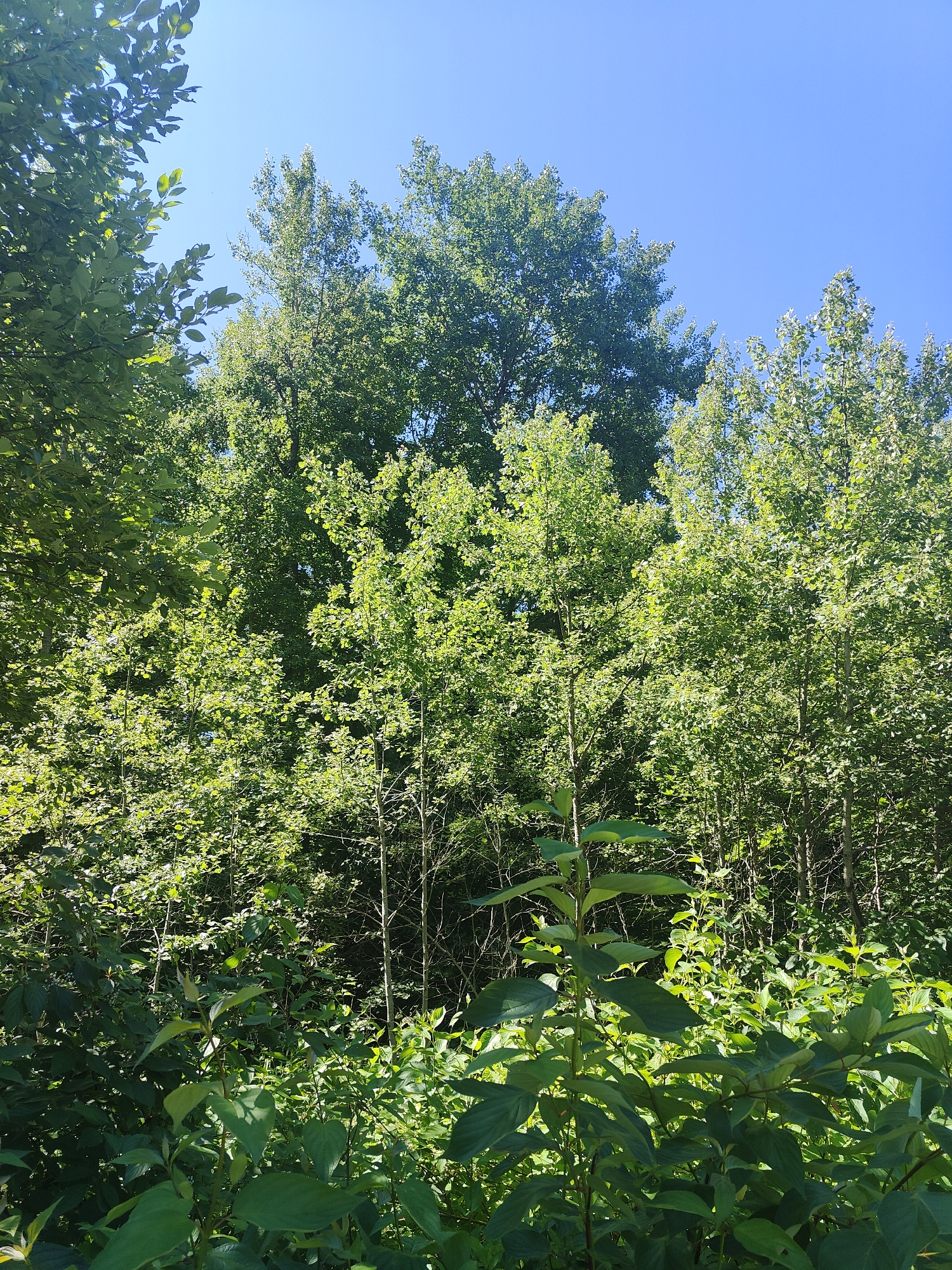 The image shows a dense forest on a clear, sunny day. The canopy is thick with vibrant green leaves, indicating it is likely summer. In the foreground, various types of foliage, including bushes and smaller trees, create a layered effect. The sky above is a clear, bright blue with no clouds. The scene is serene and natural, with no human presence or man-made structures visible. The lighting suggests the sun is high in the sky, casting some dappled shade within the foliage.