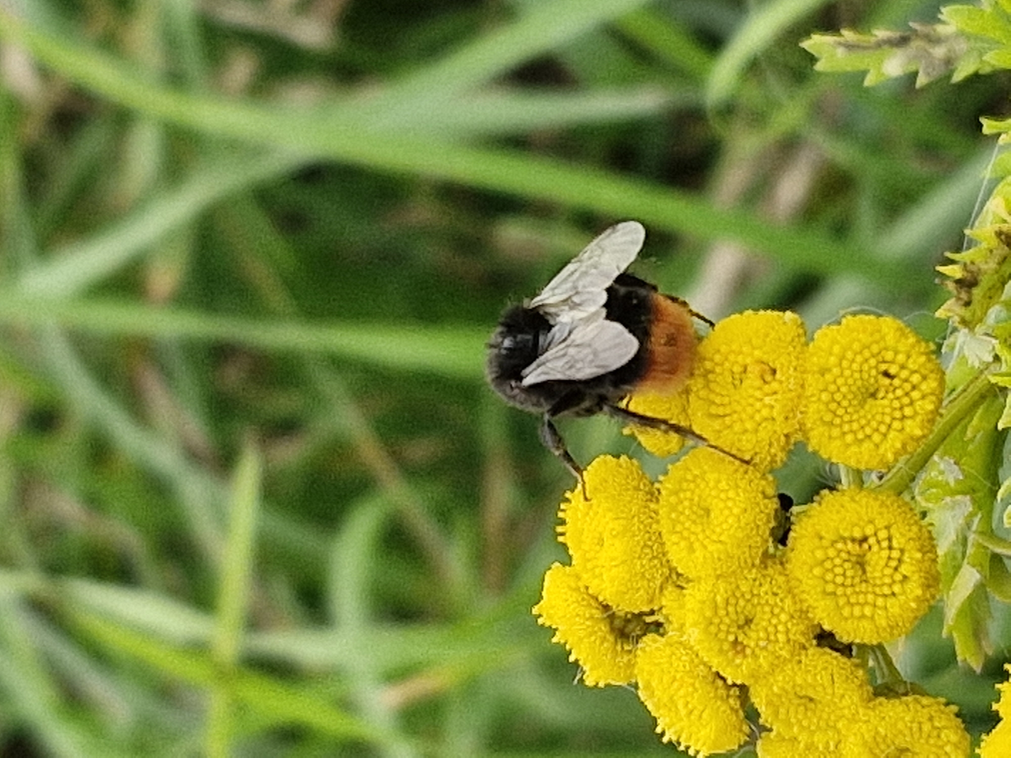 A close-up, eye-level shot shows a bumblebee on a cluster of bright yellow flowers. The bumblebee is mostly black with a fuzzy thorax and a segmented abdomen that transitions from black to orange-brown. Its wings are translucent with visible veins, and they are partially spread, as if it has just landed or is about to take off. The yellow flowers appear to be of the tansy variety, with many small, tightly packed florets forming a button-like shape. The background is a soft blur of green foliage, suggesting a natural, outdoor setting. The lighting is natural and appears to be daylight, casting soft shadows and highlighting the textures of the bumblebee and the flowers. There are no people or man-made objects visible in the frame. The image was taken in Klaipėda, Lithuania, likely in a garden or park environment.