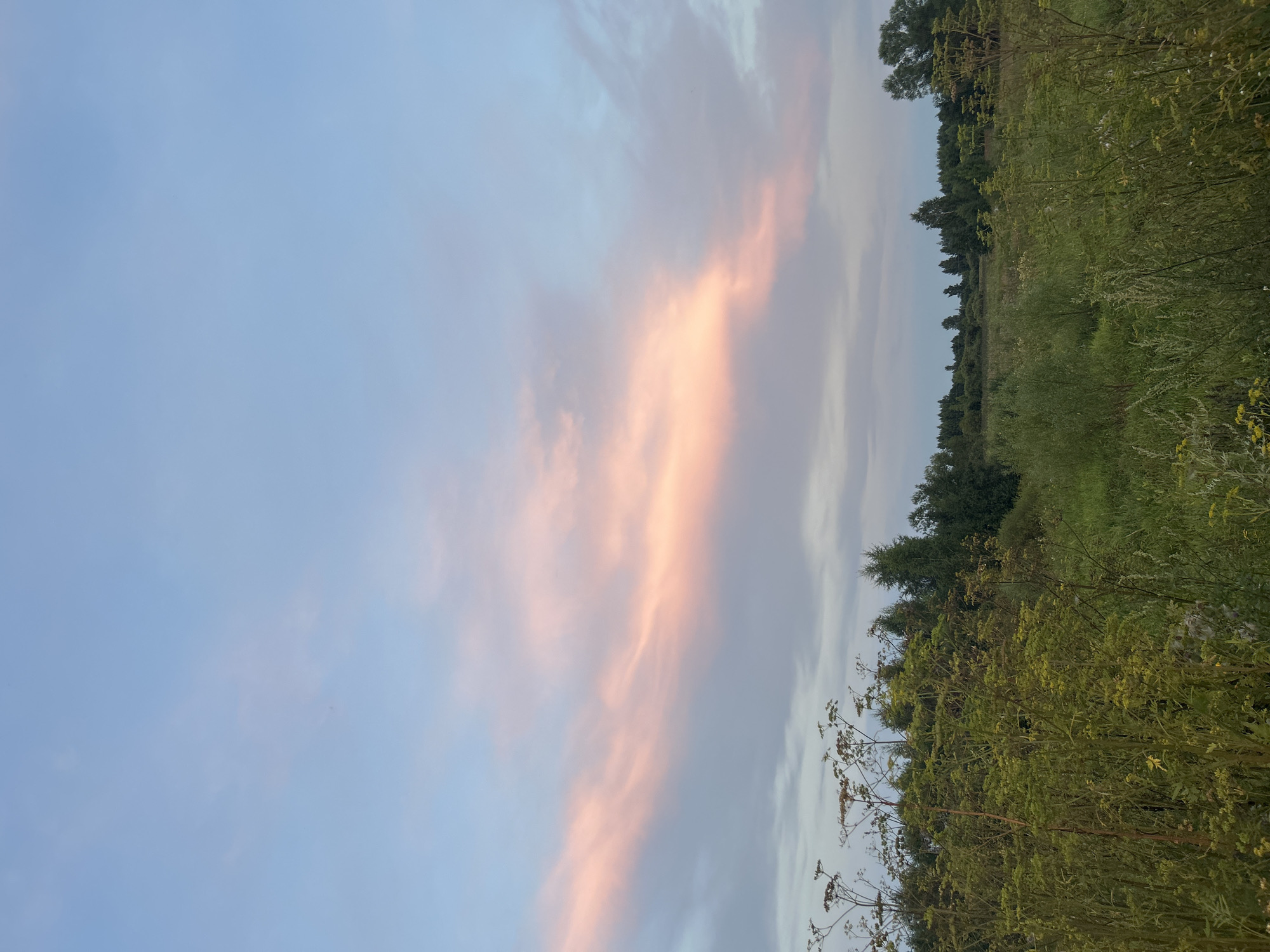 The image depicts a rural landscape scene at dusk, likely in the vicinity of Kalitsino, Russia. The sky is a blend of soft blues and pale pinks, with a prominent band of illuminated clouds stretching across the frame. In the foreground, a field of tall green grass and wild plants, some with seed heads, dominates the lower portion of the image. A line of trees forms a distant horizon, with a few scattered taller trees interspersed among them. The overall impression is one of a serene, natural environment under a twilight sky. There are no people or animals visible in the frame, and no discernible man-made structures.