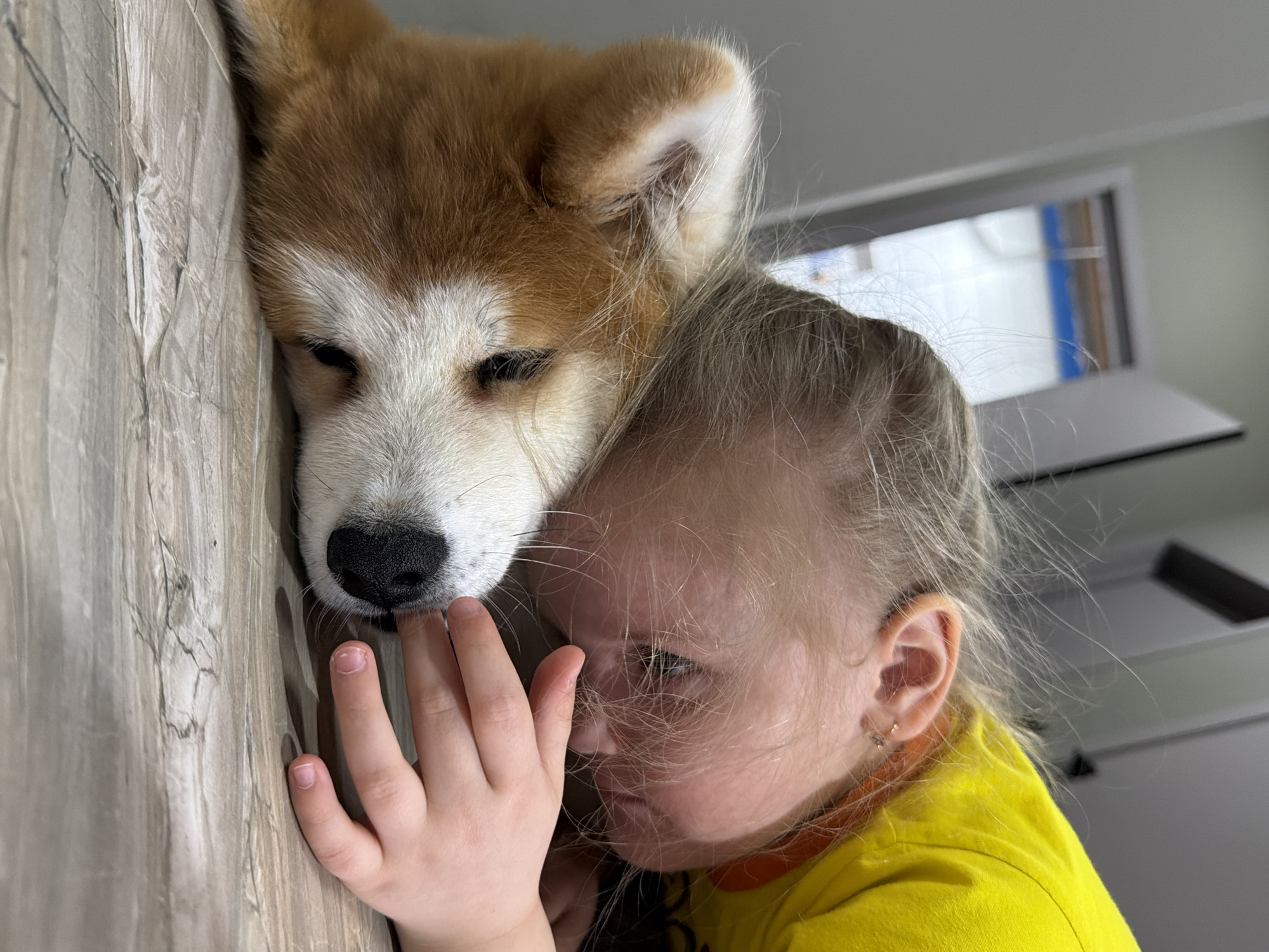 A young girl and an Akita puppy are snuggling against a wooden wall. The girl, who is wearing a yellow shirt, is slightly obscured by her blonde hair and the puppy's fur. Her hand is resting on the wall, close to the puppy's nose. The puppy is resting its head on the wall. The location is Chaikovsky, Russia.
