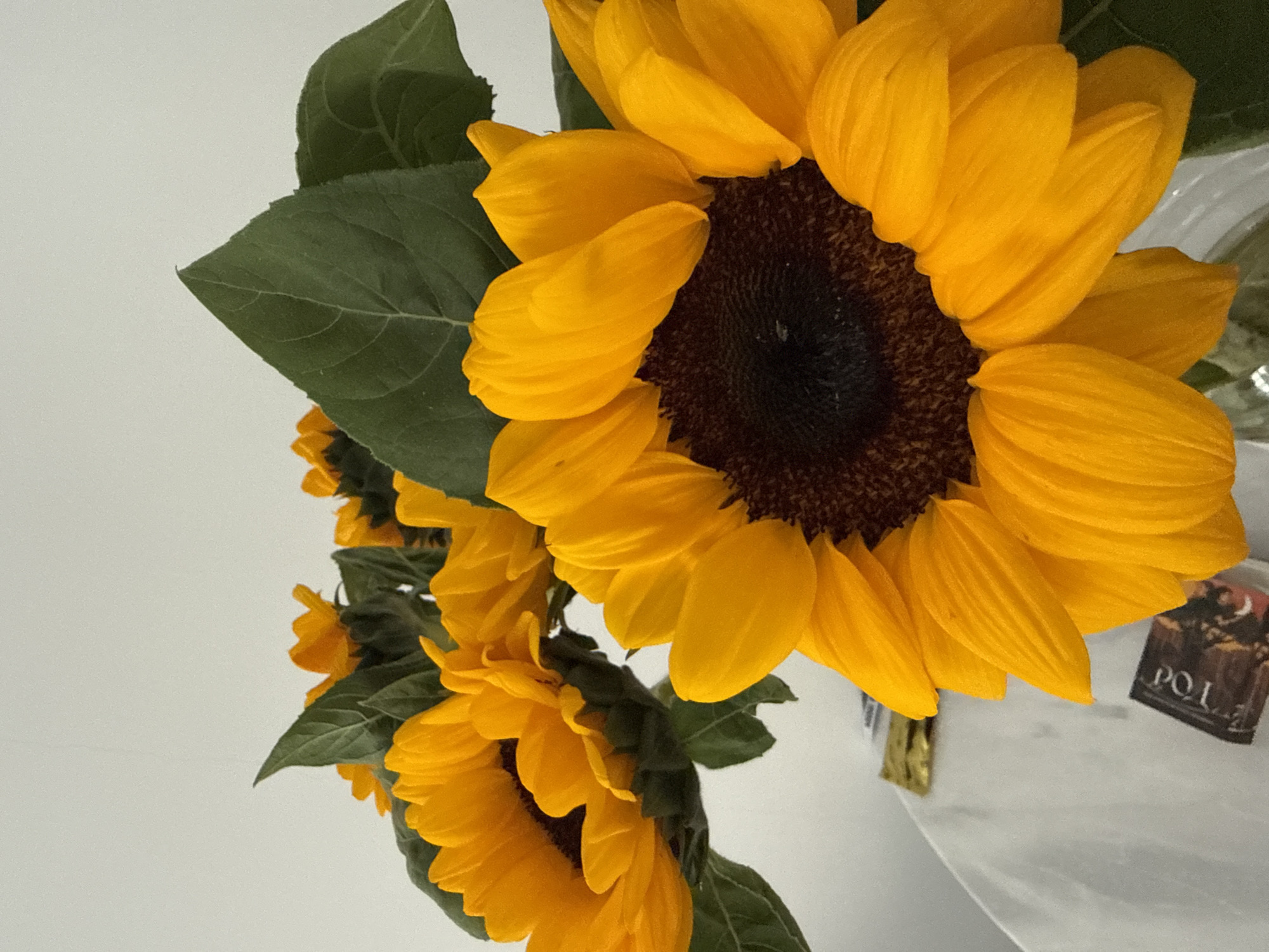 A close-up shot captures a bouquet of vibrant sunflowers against a plain white background. The sunflowers are in full bloom, with bright yellow petals radiating outwards from dark brown centers. Lush green leaves frame the flowers, adding a touch of natural beauty. In the foreground, a white tablecloth is visible, with a small, dark object bearing the letters "POL" resting on it, and a glint of gold behind it. The image appears to be an indoor setting. There is no indication of the location being in the city of Huizhou, China.