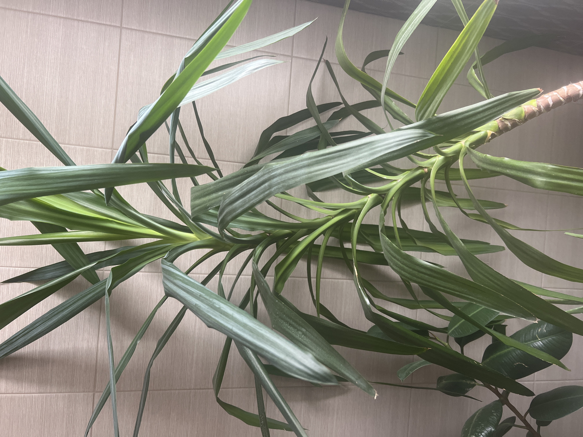 A tall, leafy houseplant, likely a yucca, is centered in the frame, its long, sword-like green leaves extending outwards and upwards. The plant is positioned against a wall covered in light beige, rectangular tiles with subtle grout lines. The lighting appears to be artificial, casting a soft glow on the plant and wall. To the left of the yucca, a portion of another plant with broader, glossy green leaves, possibly a rubber plant, is visible. The lower portion of the yucca's trunk is visible, showing segments of brown and white. The overall scene is indoors, suggesting a domestic or office environment. No people are present. This image was taken in Volgograd, Russia.