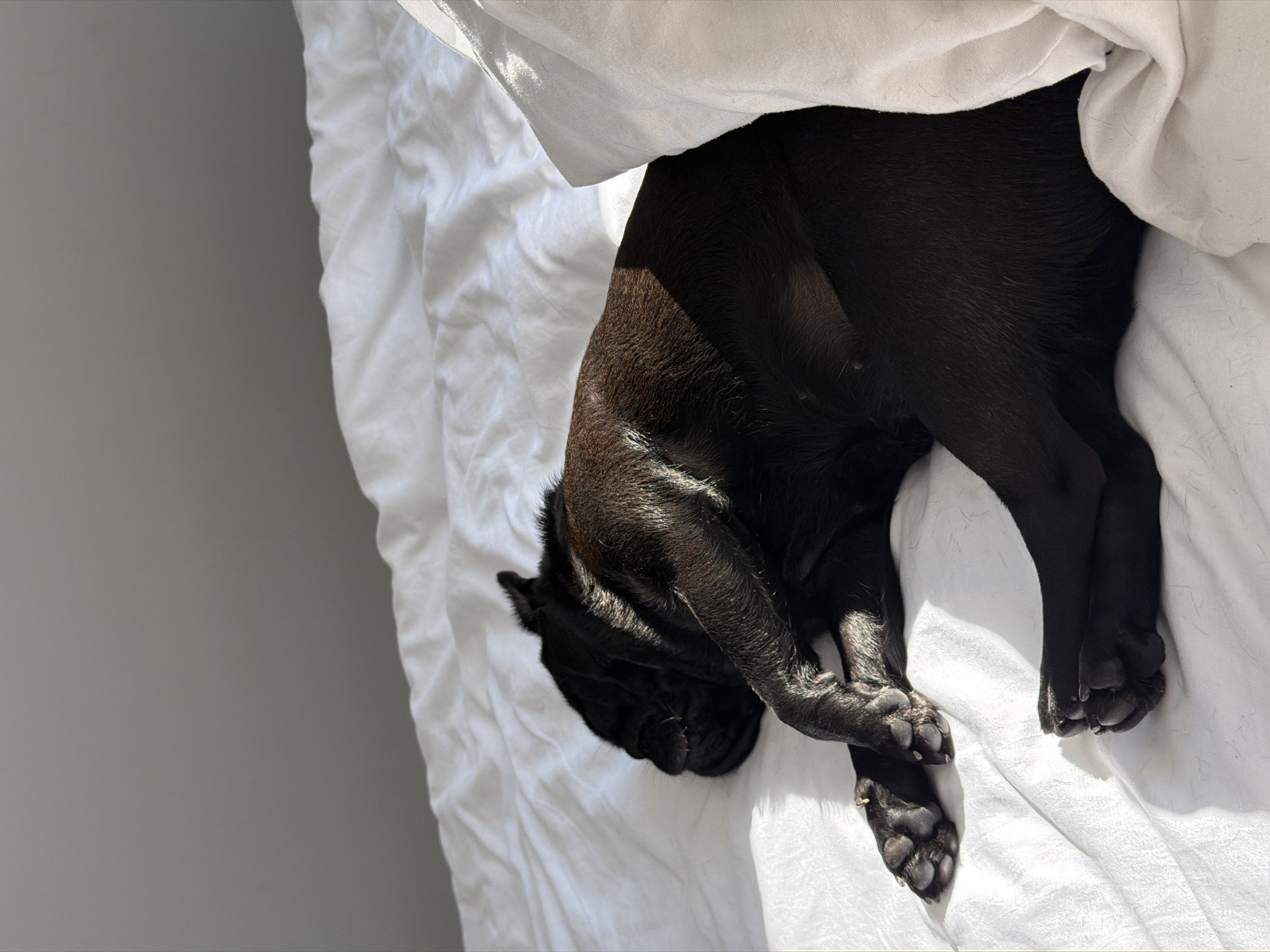 A black pug is sleeping on a white bed. The pug is curled up on its side, with its paws tucked underneath its body. Sunlight is streaming in from the left side of the frame, casting a shadow across the pug's back. The background is a plain grey wall. The image is taken from a high angle, looking down at the pug.