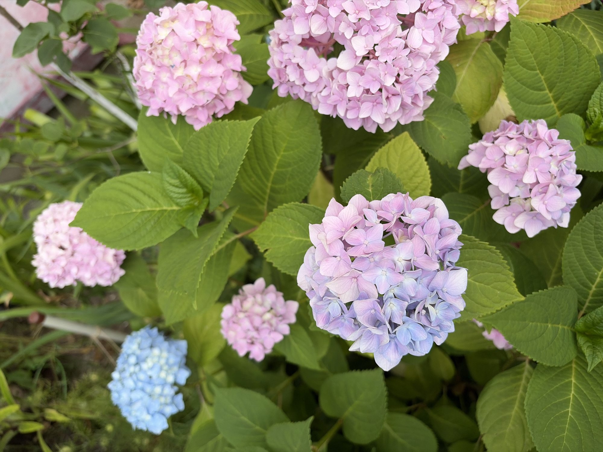 A close-up, top-down shot captures a cluster of blooming hydrangeas in various shades of pink and blue, interspersed with vibrant green foliage. One prominent cluster displays a gradient of blue and light pink petals, surrounded by lush, textured green leaves. To the upper left, a single blue hydrangea bloom stands out against the green backdrop. In the upper right, a bright pink hydrangea cluster is visible, with another softer pink cluster below it. The lower portion of the image is dominated by the large, veined green leaves of the hydrangea plant. The lighting suggests a natural outdoor setting, possibly a garden or park in Sochi, Russia. There are no people or specific actions depicted in this still life of flowers.
