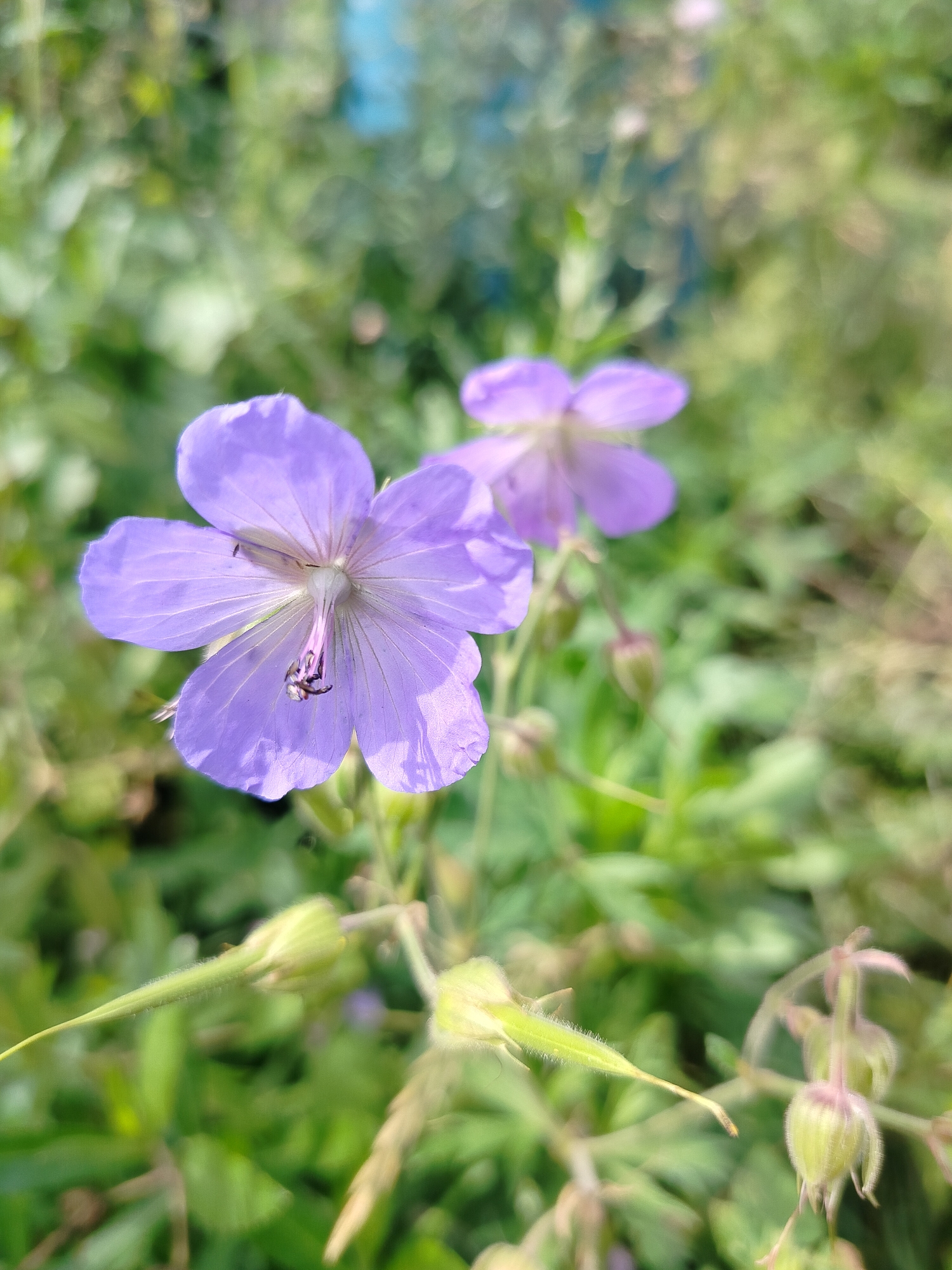 A close-up, eye-level shot of a cluster of purple flowers and green buds against a blurred green background. The main subject is a single, five-petaled purple flower in the foreground, with its pistil and stamens visible. A small insect is perched on one of the stamens. Another purple flower is visible behind it, out of focus. Several green buds are scattered throughout the frame, some with small hairs. The scene is outdoors, suggesting a garden or natural setting. The image does not provide any information about the location being Kurlek, Russia, or any people or specific actions taking place.