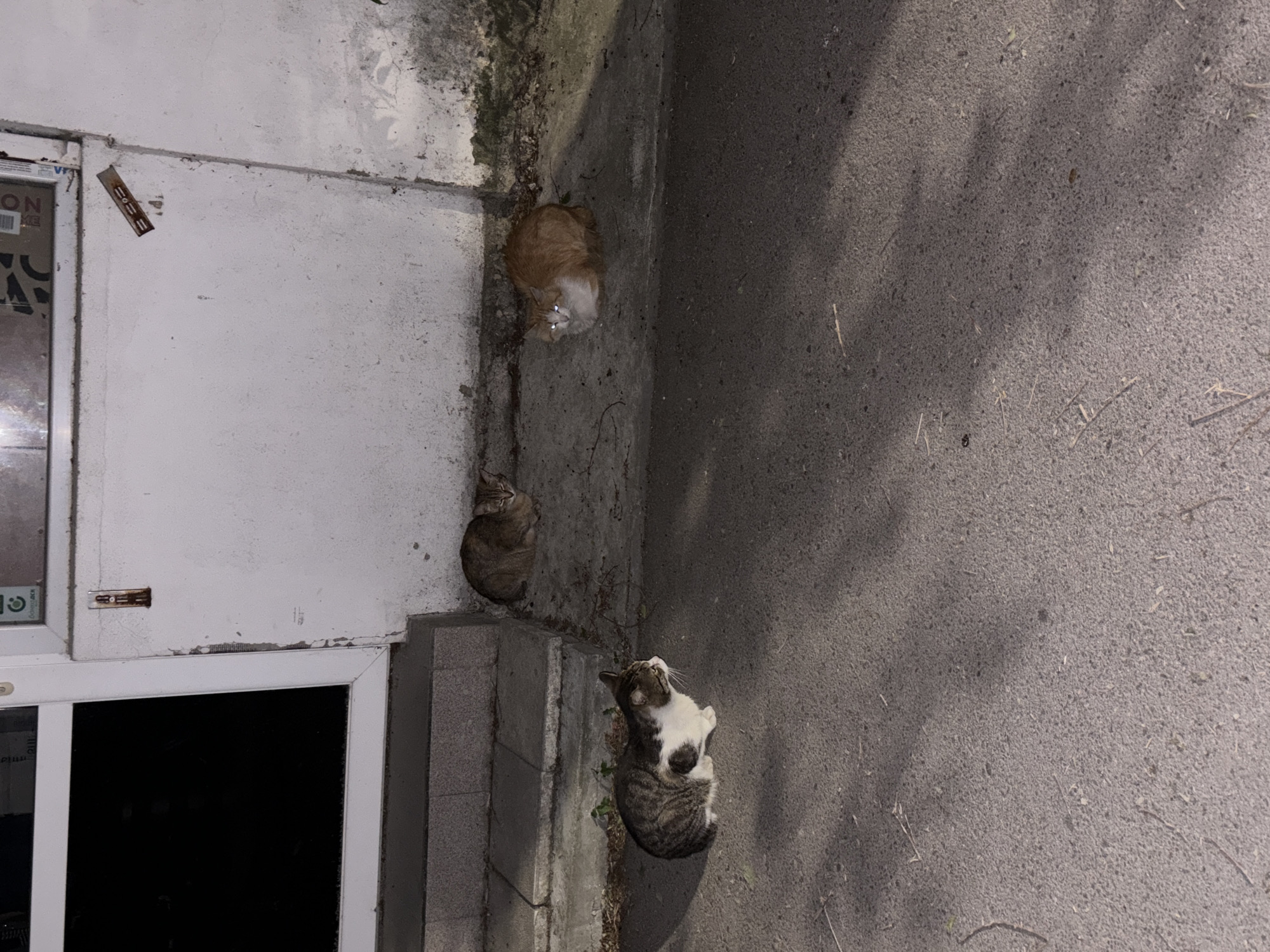 The scene depicts three cats in an urban environment. One cat, ginger and white, is near the top of the frame, between a wall and the street. Another cat, tabby, is near the corner where the wall meets a set of steps. A third cat, tabby and white, is at the bottom of the frame, also near the wall and steps. The setting appears to be at night. The exact location in Varna, Bulgaria cannot be determined from the provided image.