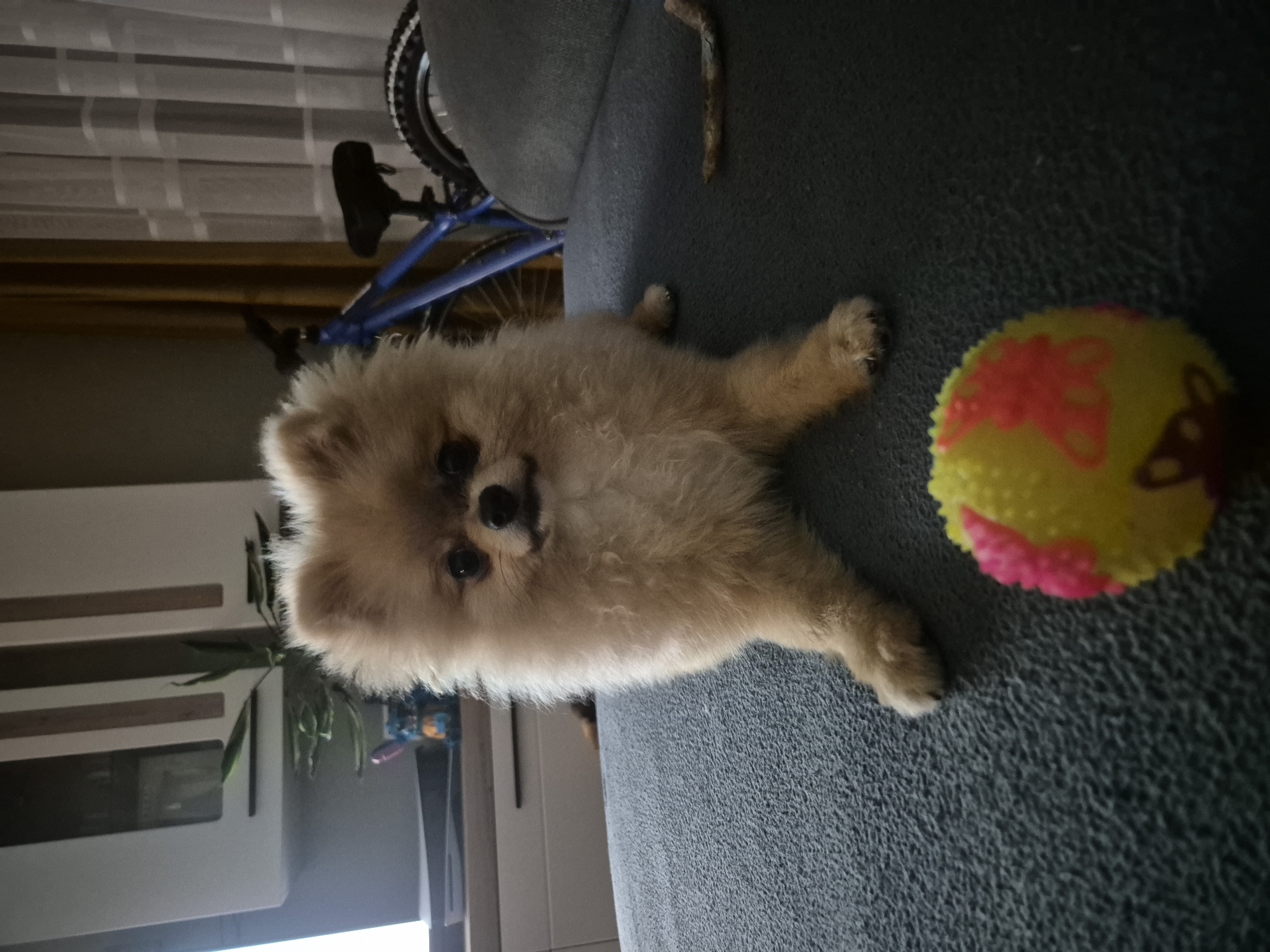 A fluffy Pomeranian dog with light brown fur is lying on a dark gray textured surface, possibly a couch or carpet, with its front paws extended. The dog is facing the camera with its head slightly tilted and appears alert. In the foreground, a yellow and pink textured ball is visible. In the background, a blue bicycle with a black seat and wheels is leaning against a wall. Behind the bicycle, white sheer curtains and a yellow curtain are present. To the left of the dog, a portion of a white cabinet with vertical wooden slats is visible, and a small green plant is placed on top of it. The lighting in the scene suggests an indoor setting, possibly a living room.
