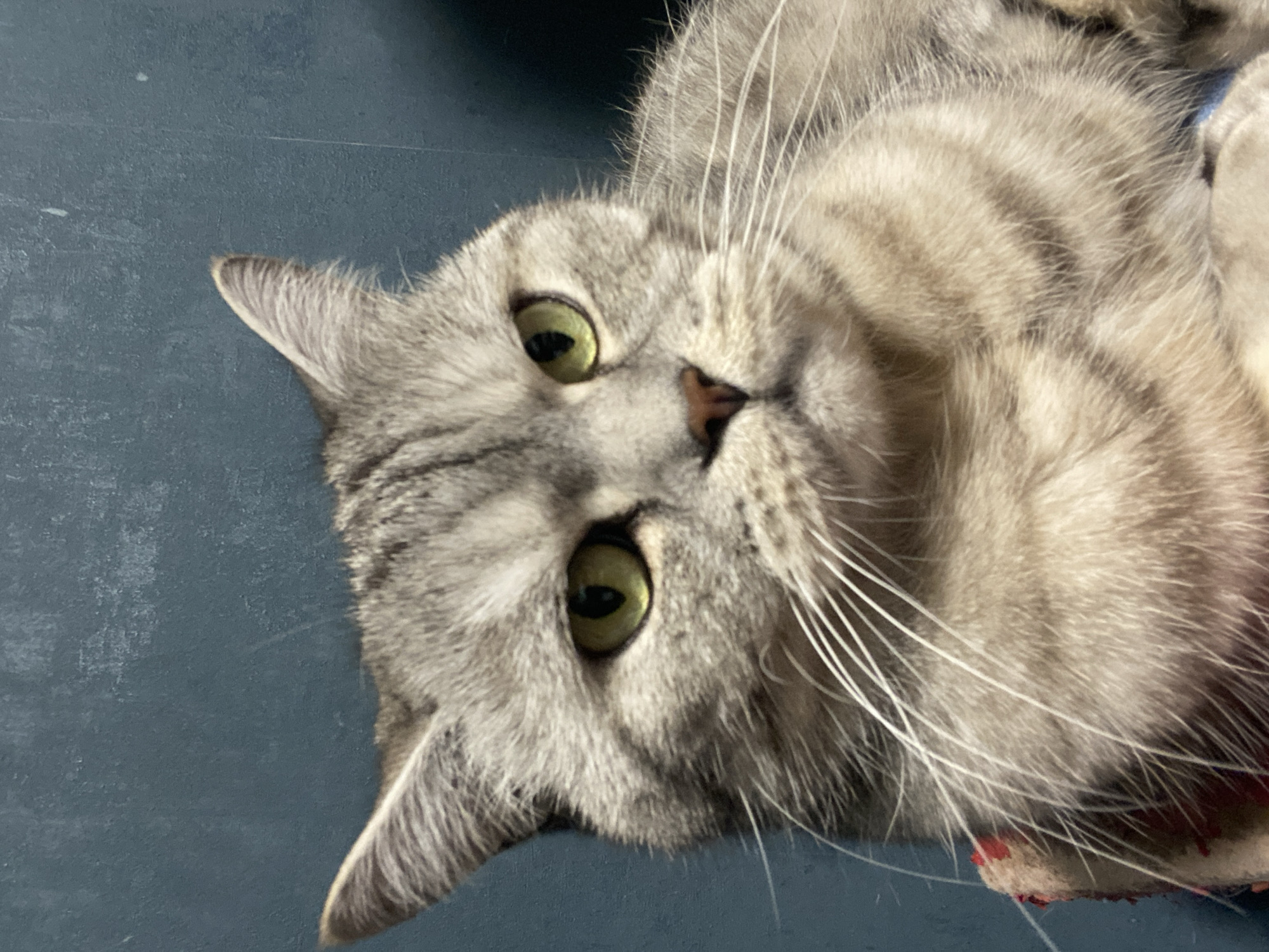 A close-up, head-and-shoulders portrait of a domestic tabby cat is presented, captured within what appears to be a residential setting in the city of Chaikovsky, Russia. The cat, with a dense silver-grey tabby coat exhibiting distinct darker stripes and lighter cream-colored underfur on its chin and chest, dominates the foreground. Its large, round eyes are a vivid yellow-green with constricted, vertically elliptical black pupils, directed intently forward. A small, pinkish-brown nose is centrally positioned on its muzzle, from which numerous long, white whiskers emanate. Both ears are erect and pointed, displaying typical tabby markings. The cat's lower face and chest are resting on an object covered with a patterned fabric featuring prominent red and cream hues. The background consists of a solid, dark teal-blue wall with subtle textural variations and minor surface irregularities. The scene is evenly lit, accentuating the feline's features and fur texture.
