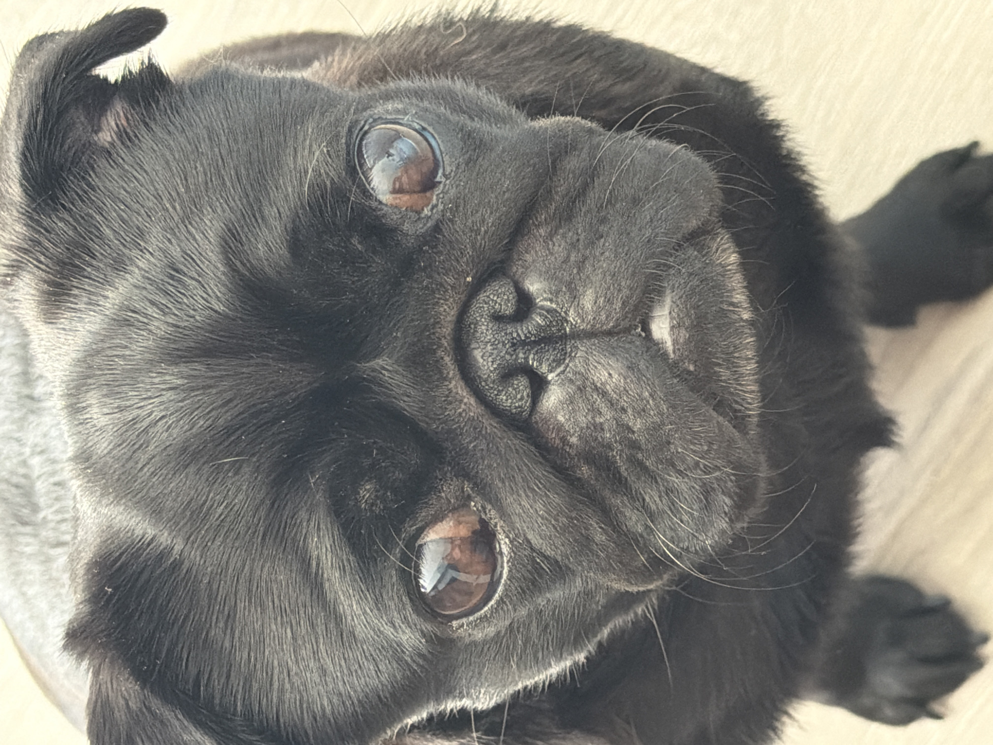 A close-up, high-angle shot shows the face of a black pug, looking directly at the camera. The pug's large, dark eyes reflect the light, and its muzzle is wrinkled. A small white spot is visible on its lower lip. The dog's black fur is slightly disheveled, with a few stray white hairs. The background is a light-colored wooden floor, out of focus. No people or other animals are present. The scene appears to be indoors, likely in a residential setting. The image is a photograph taken with a flash, resulting in strong reflections in the dog's eyes.