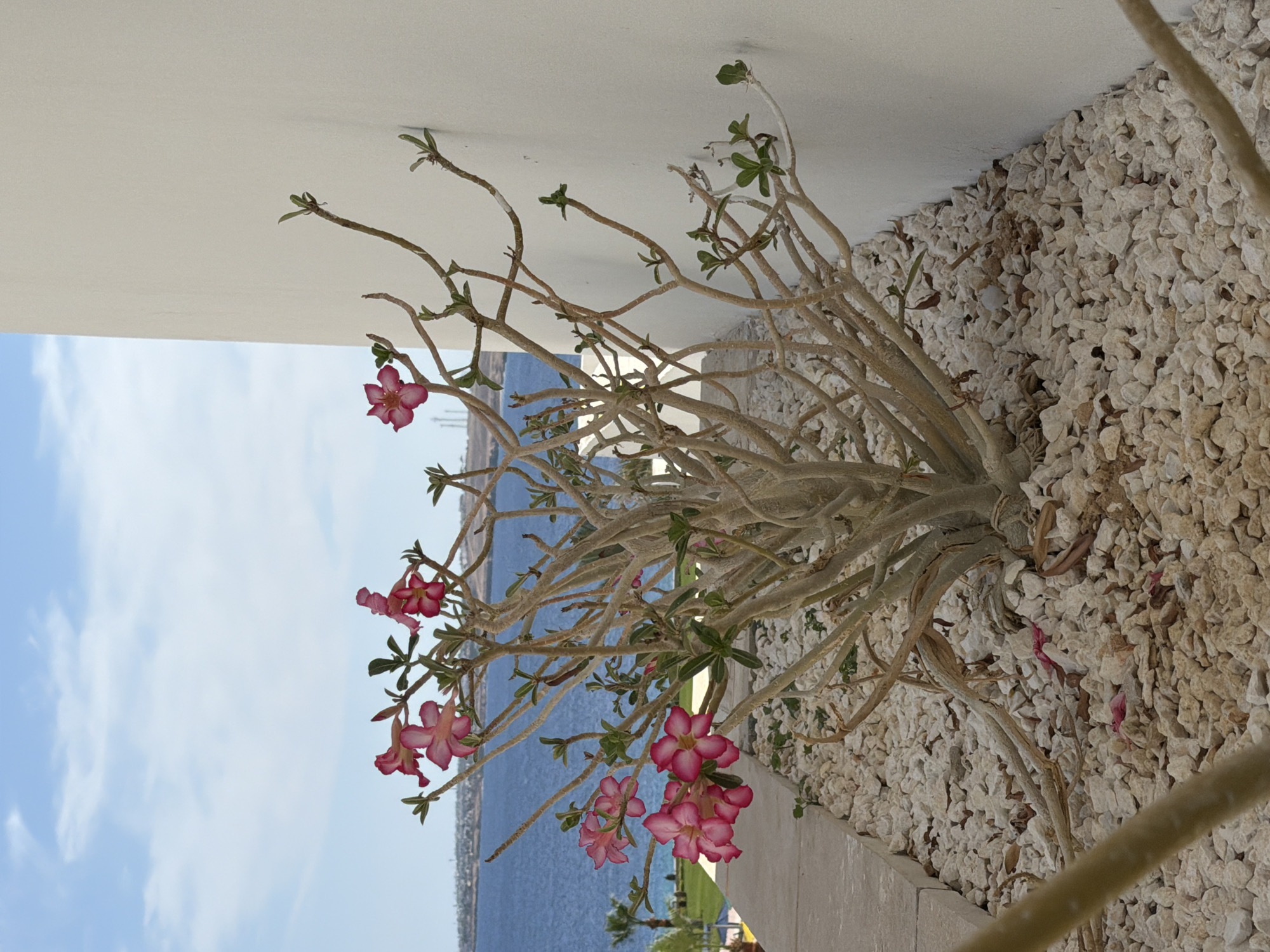 The image displays a serene outdoor scene under bright daylight, featuring a flowering plant with a coastal backdrop. The main subject is a Desert Rose (Adenium) plant, characterized by its thick, gnarled, grayish-brown branches. These branches spread outwards, sparsely adorned with small green leaves and numerous clusters of delicate pink and white flowers. Several fallen petals are visible among the ground cover.
The base of the plant is surrounded by light-colored, irregular gravel or small stones, which form a neatly kept ground cover. Behind and to the right of the plant, a plain, light-colored wall provides a simple architectural element to the scene.
In the background, a vast expanse of deep blue sea stretches horizontally, meeting a distant, somewhat hazy coastline or landmass on the horizon. Above the sea, the sky is a clear, light blue with a few scattered white, wispy clouds, indicating sunny and pleasant weather conditions.
The overall setting suggests a warm, arid coastal environment, typical of areas like Sharm El Sheikh, Egypt, as provided in the location context. There are no people visible, and no specific activity or event is taking place, presenting a tranquil, static view of nature and landscape design. No text is visible within the image. The original image is presented in a vertical orientation.