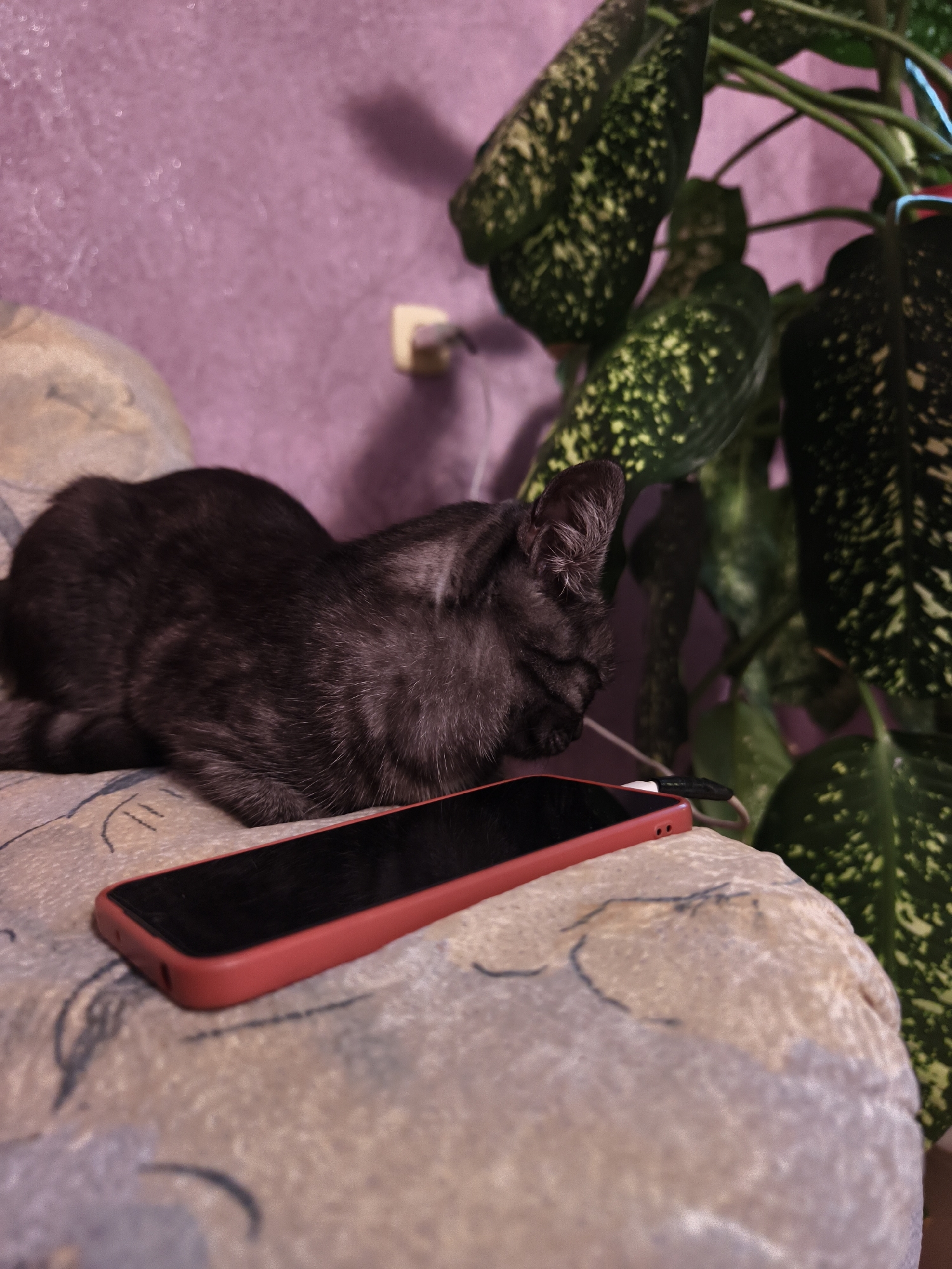 A black cat is sleeping on a patterned cushion next to a smartphone with a red case. A charging cable is plugged into the phone. A large plant with green and yellow variegated leaves is visible in the background. The wall behind the plant is a light purple color. The scene appears to be indoors.