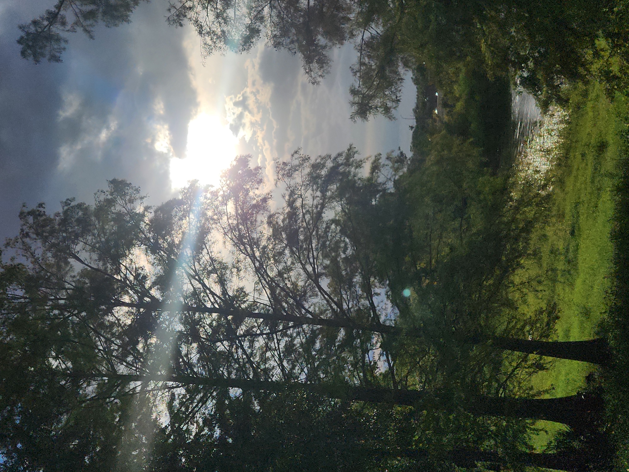 A sunlit body of water is visible through the trees in Altamonte Springs, Florida. The sun's rays pierce through the clouds, creating a dramatic lighting effect. The foreground is dominated by tall trees with dark bark and lush green foliage. Beyond the trees, a grassy area leads to the water's edge. The water itself reflects the sunlight, creating a shimmering effect. In the distance, a line of trees forms a backdrop, with a few streetlights visible in the far distance. The overall atmosphere is serene and natural, with a hint of urban presence in the distance.