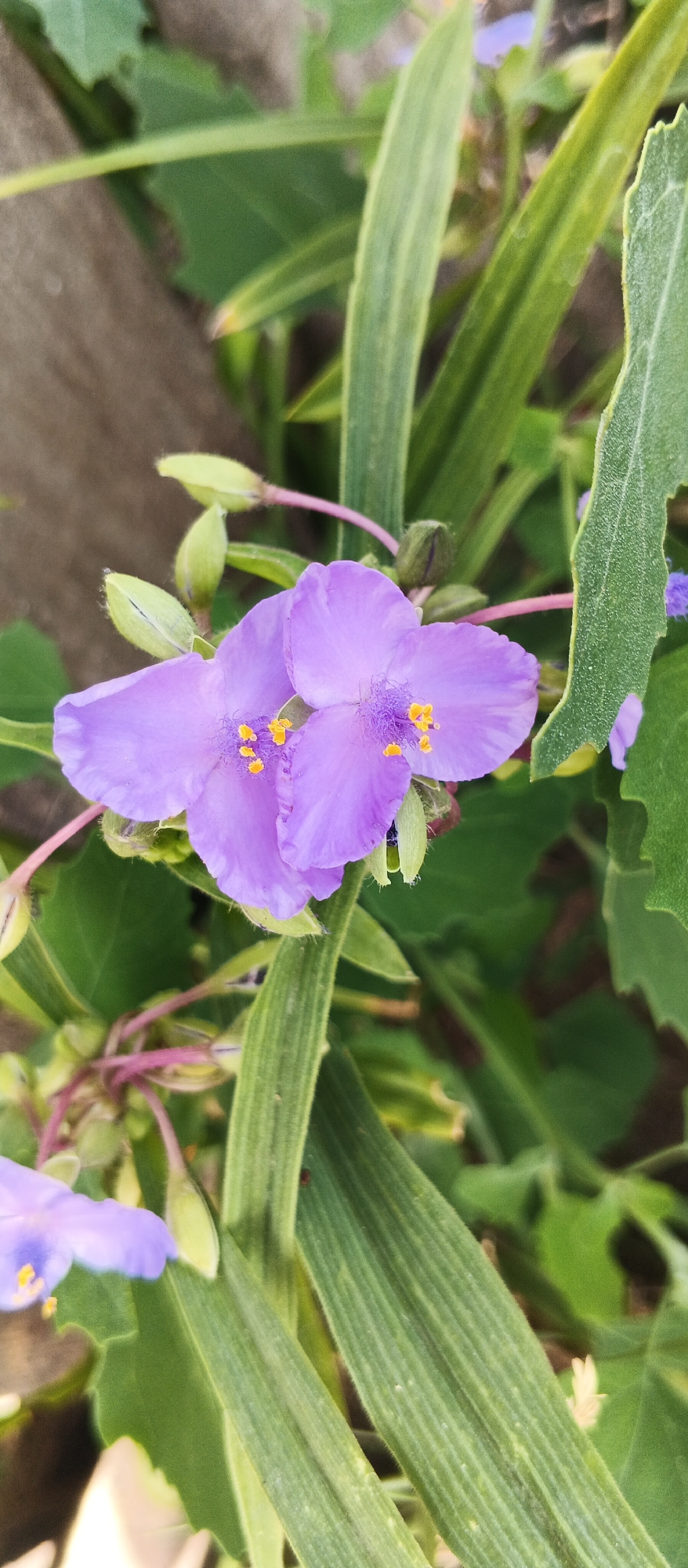 This is a close-up, vertical, eye-level shot of two vibrant purple flowers, likely Spiderwort, in a garden setting. The flowers are in focus, showcasing their delicate petals, yellow stamens, and fuzzy centers. Surrounding the blooms are lush green leaves and stems, some of which are slightly blurred, creating a soft bokeh effect. There are also several unopened flower buds visible, hinting at the ongoing bloom cycle. The overall impression is one of natural beauty and tranquility. The location is Smila, Ukraine.
