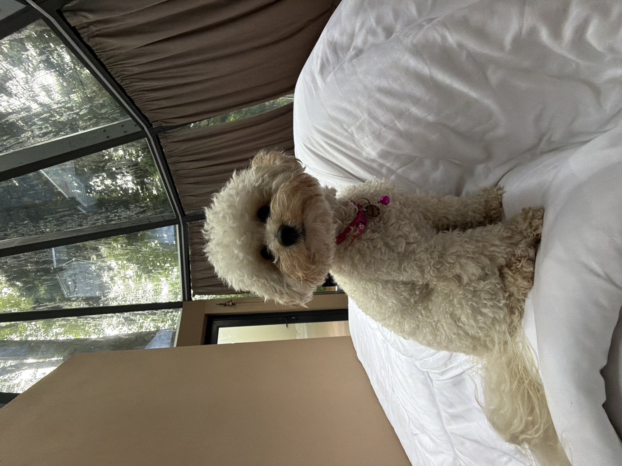 A small, curly-haired, cream-colored dog wearing a pink collar with a bell sits on a white duvet. The dog is positioned in the center of the frame, facing forward, with its tail extended to the left. Behind the dog, the environment appears to be a room with large, angled windows that look out onto a lush, green forest. The windows are framed by dark metal beams, and brown curtains are drawn on the right side of the frame. To the left of the dog, a portion of a tan-colored wall is visible, with a dark-framed doorway leading to another room. The overall impression is that of a cozy interior setting within a natural, wooded environment.
