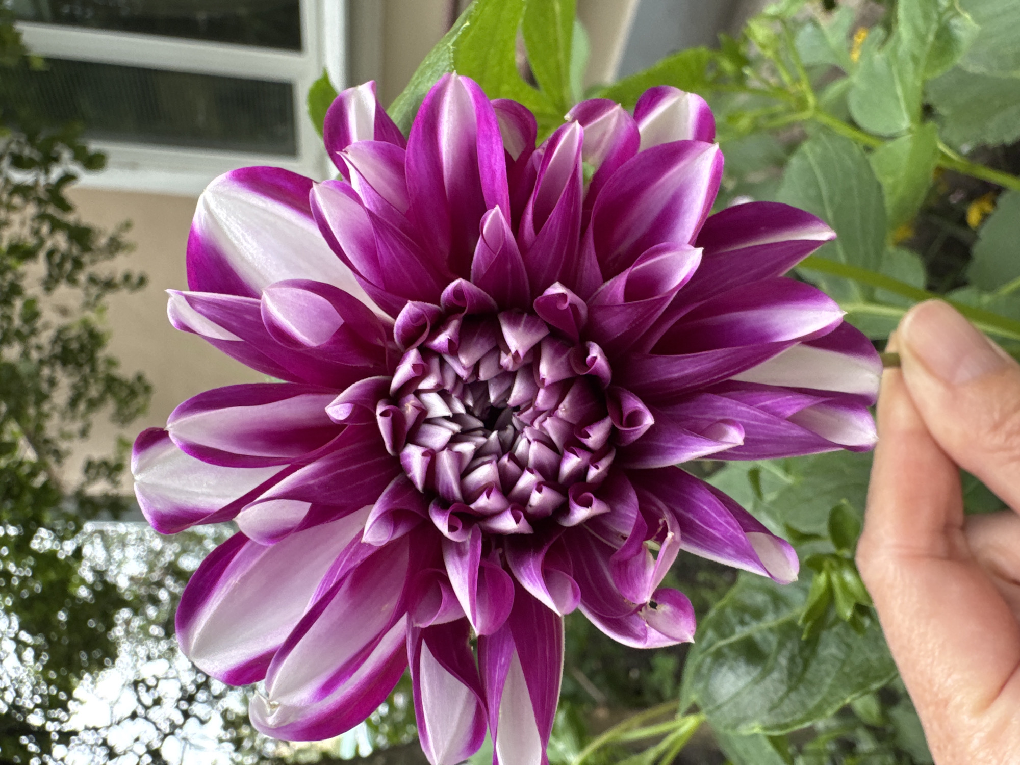 A close-up shot captures a vibrant, bicolor dahlia flower with petals of deep fuchsia and white. The flower is held by a person's hand in the foreground. In the background, a building with a white-framed window and lush green foliage are visible. The scene appears to be set in a garden or outdoor area, possibly in the city of Sinyavino, Russia, given the context of the request. The lighting suggests it is daytime, and the overall impression is one of natural beauty and gentle interaction with the flower.