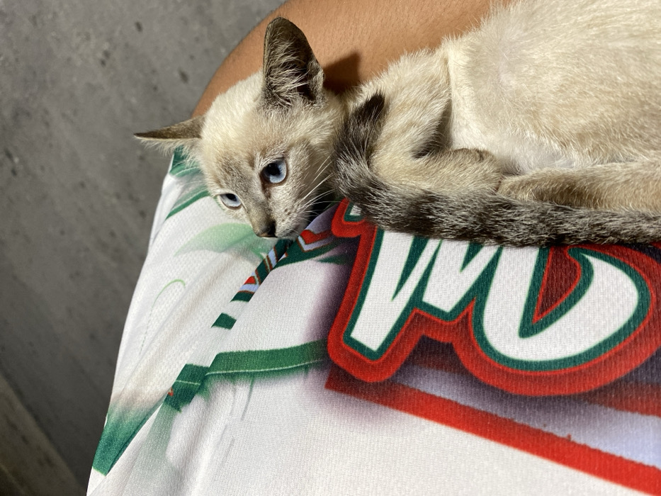 A light beige kitten with blue eyes and a dark tail rests on a person's lap. The kitten's fur is lighter on its body, darker around its tail and ears. The person's lap is covered in a white, green, and red patterned fabric. Part of a shirt sleeve is visible above the kitten. The kitten appears relaxed and calm. The background is a grey concrete surface.