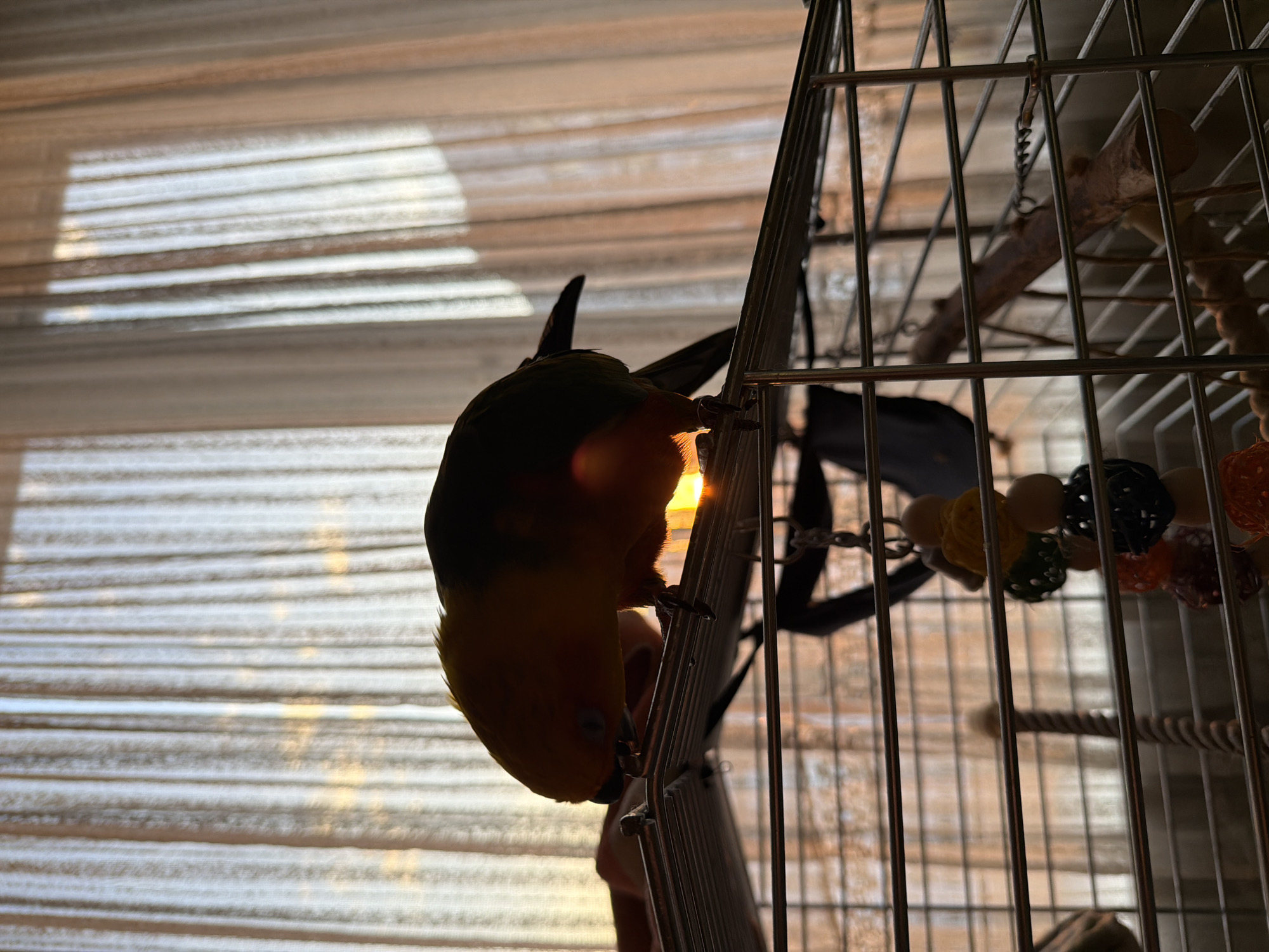 A parrot hangs upside down from the bars of a birdcage. The parrot's body is mostly yellow and orange, with a green/black back. The cage is metal and contains a wooden perch, a rope perch, and toys with beads. The background is a window with blinds. The location of Khimki, Russia, is not discernable from the visual information.
